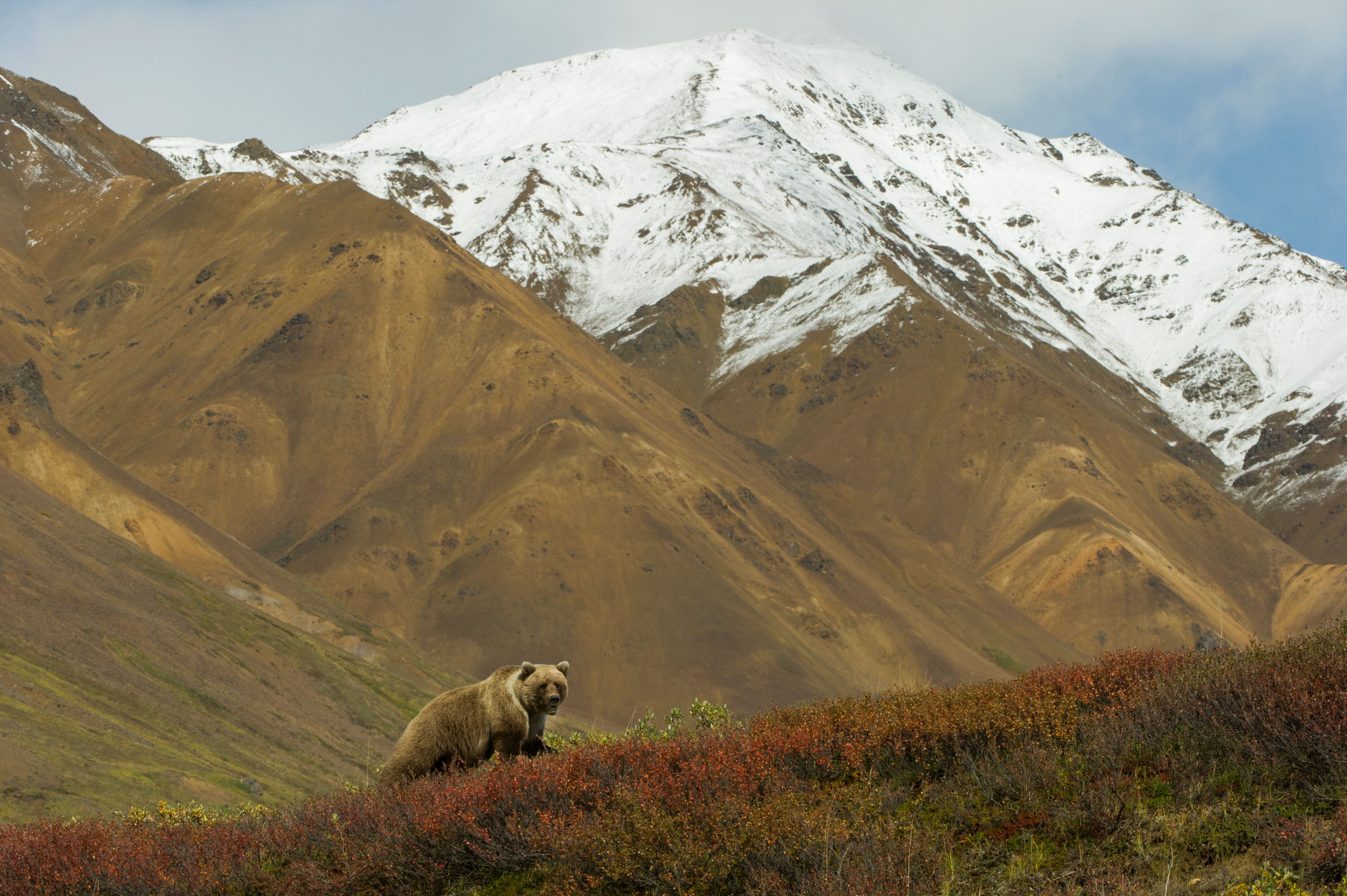 ����� 18 �� 34: Denali National Park, Alaska
