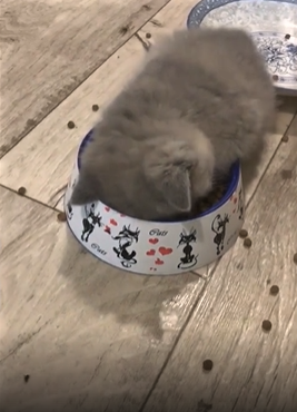 貓咪為您示範何為食飽即訓