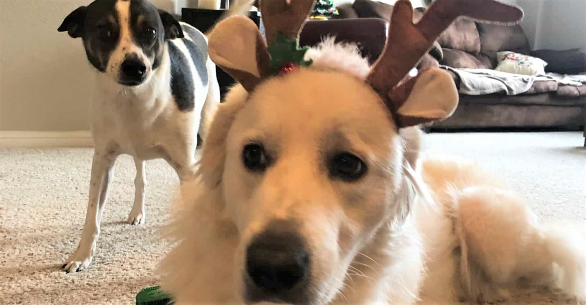 一個禮拜沒回家 到底毛孩們會有什麼反應?