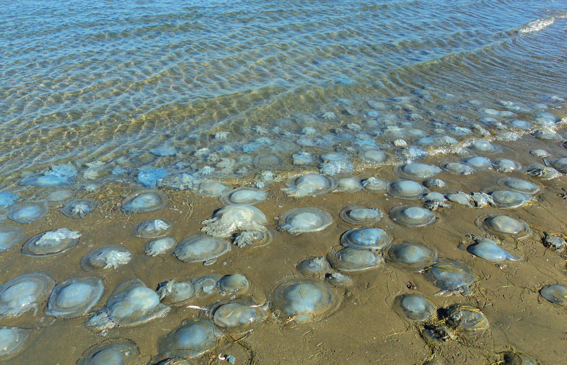 Bizarre Beachcombing Finds That Take Things To The Next Level