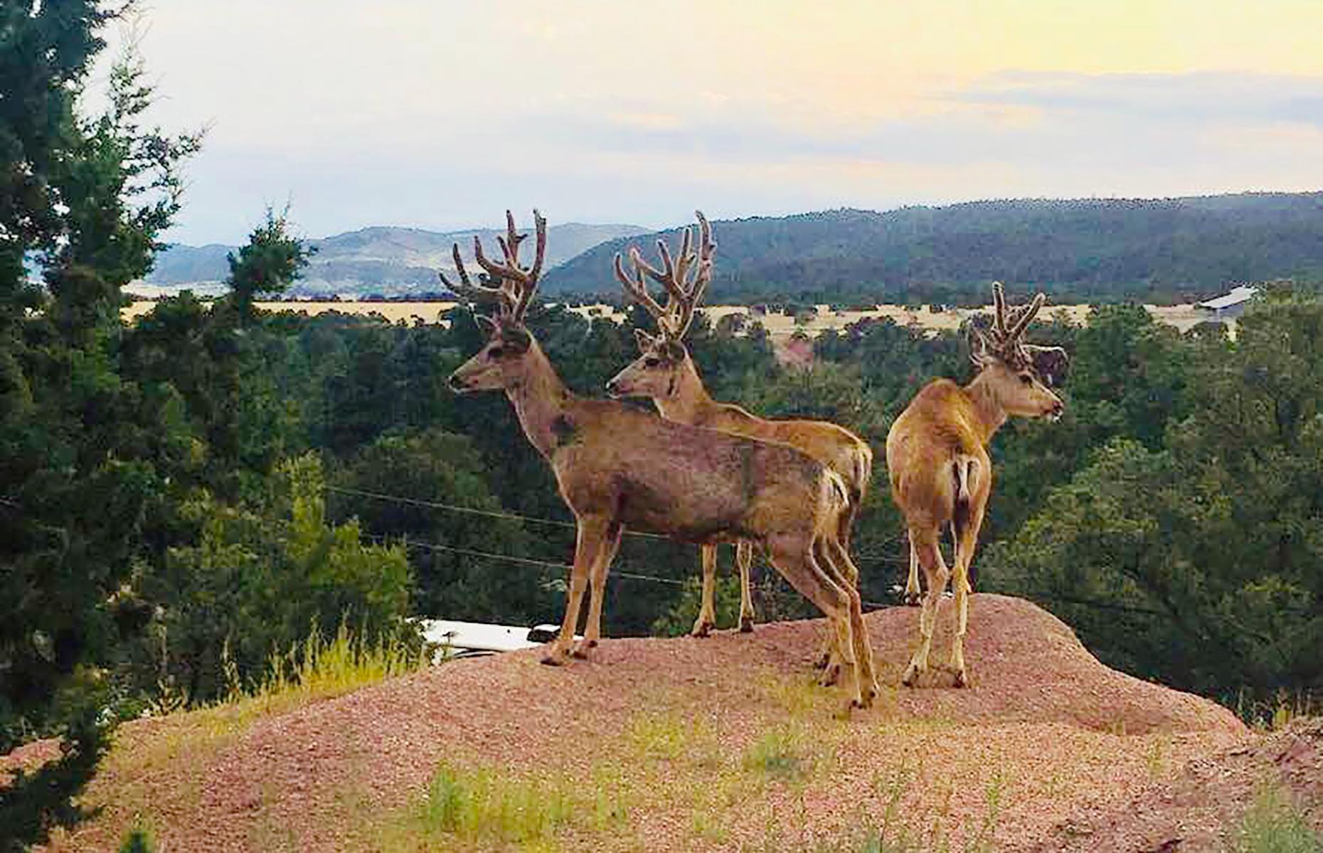 <p>Nature is the real drawcard here. One for animal lovers, <a href="https://www.mountaindalecampground.com/">this rugged Colorado Springs site</a> teems with wildlife, from deer to abundant birdlife, and even the occasional bear. The resort is typically open year round, with generous RV lots offering full hook-up, and its 45 wooded acres draw hikers from fall through to summer. Check in is contactless at present, so you've no need to leave your vehicle on arrival, and communal spaces (usually a hub for activities such as bingo and square dancing) are currently closed. </p>