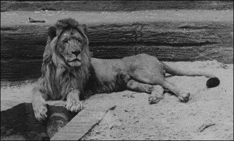 Un lion de l'Atlas. / Ph. DR