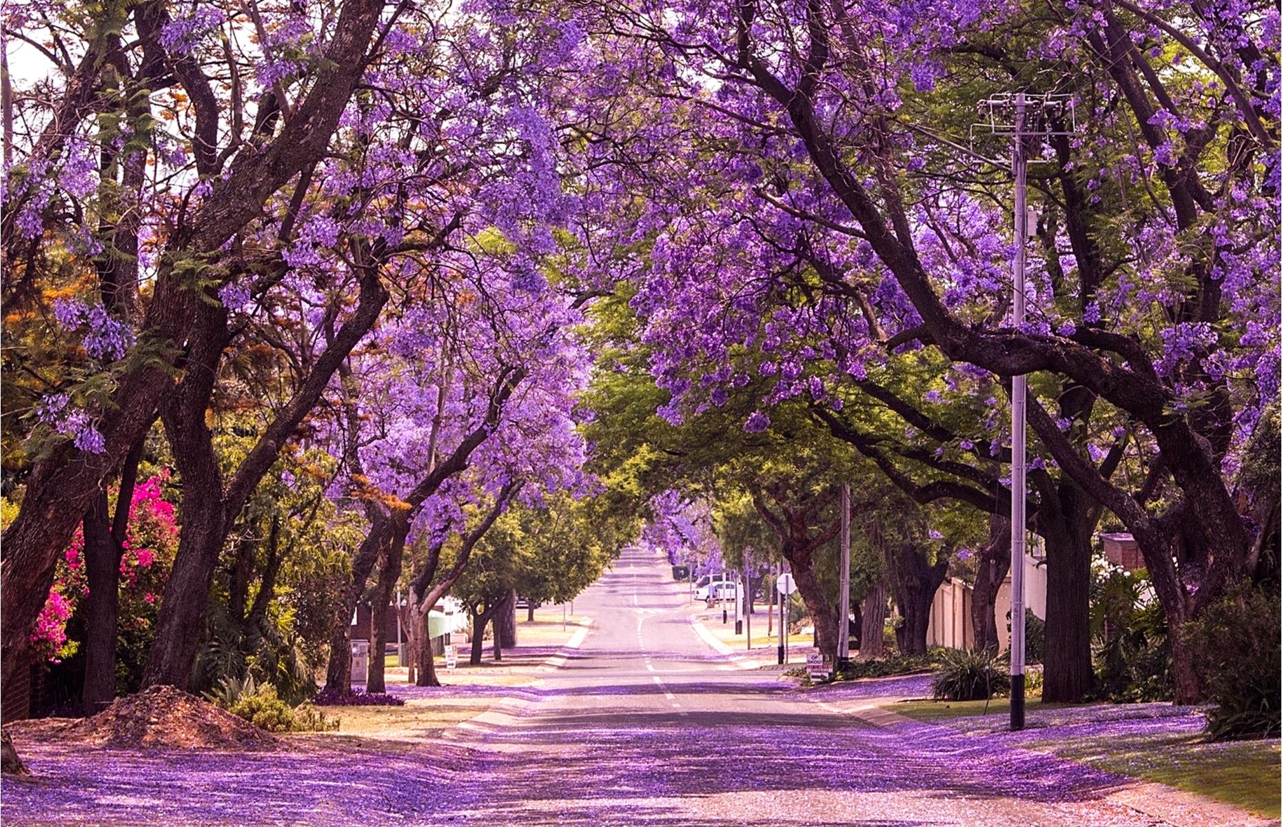 The Worlds Beautiful Trees Will Surprise You Best Travel Tale