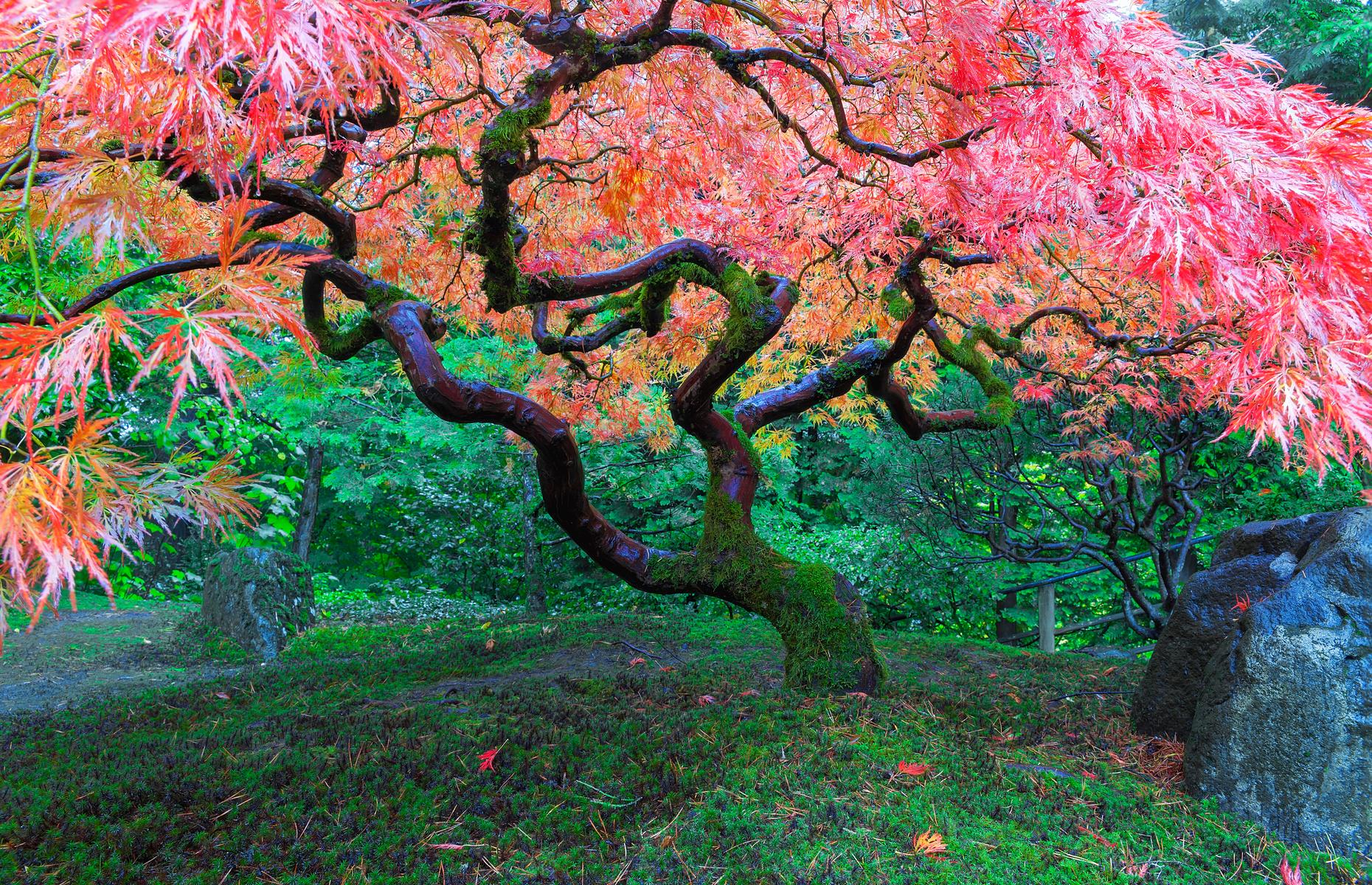 Slide 20 of 27: The Portland Japanese Garden is often tipped as one of the most authentic Japanese gardens outside of Japan itself, and its graceful Japanese maple, located in the Strolling Pond Garden, really steals the show. It's at its most spectacular in fall, when it comes to life in all its fiery red and orange glory.