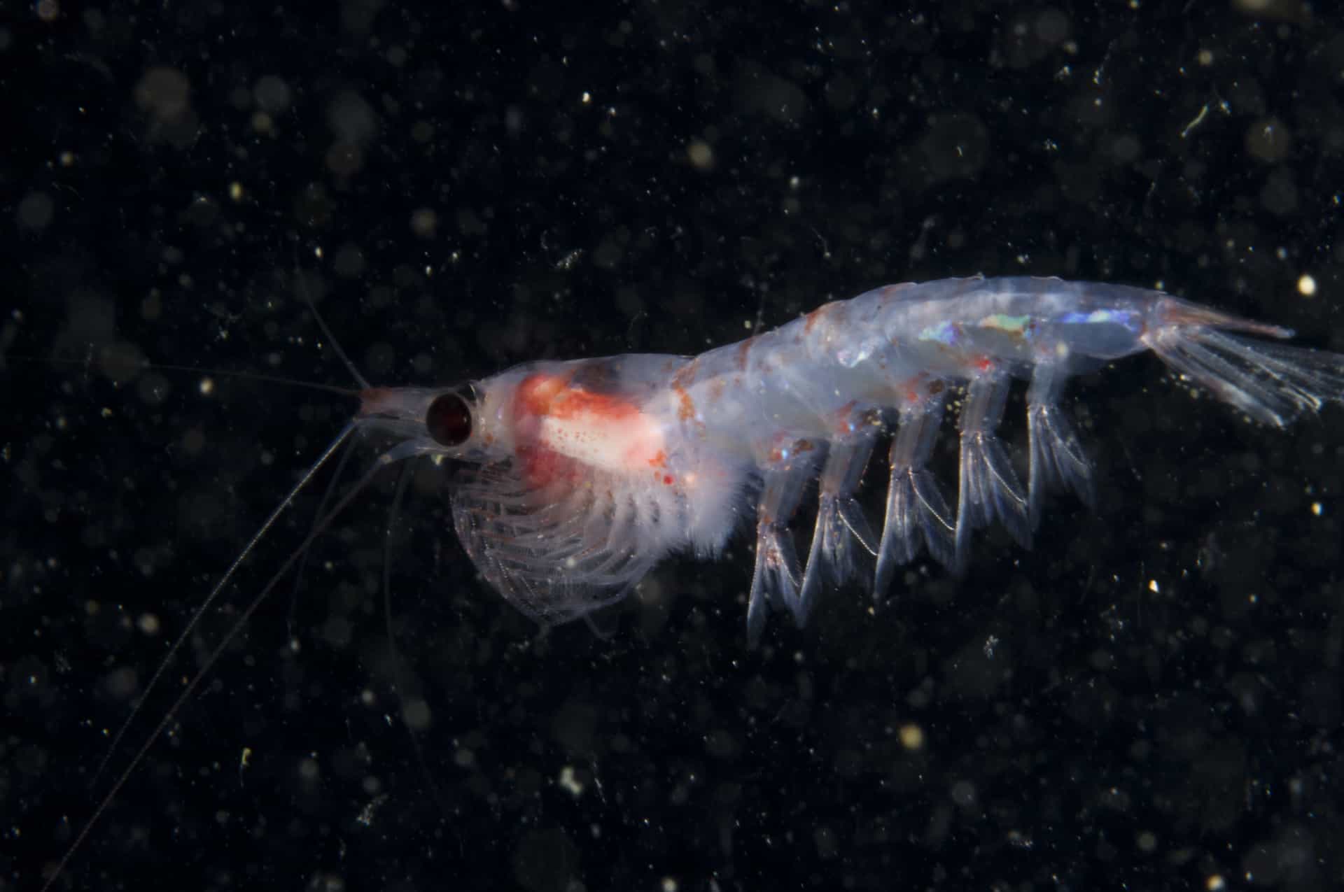 What would happen if we didn't have the moon?