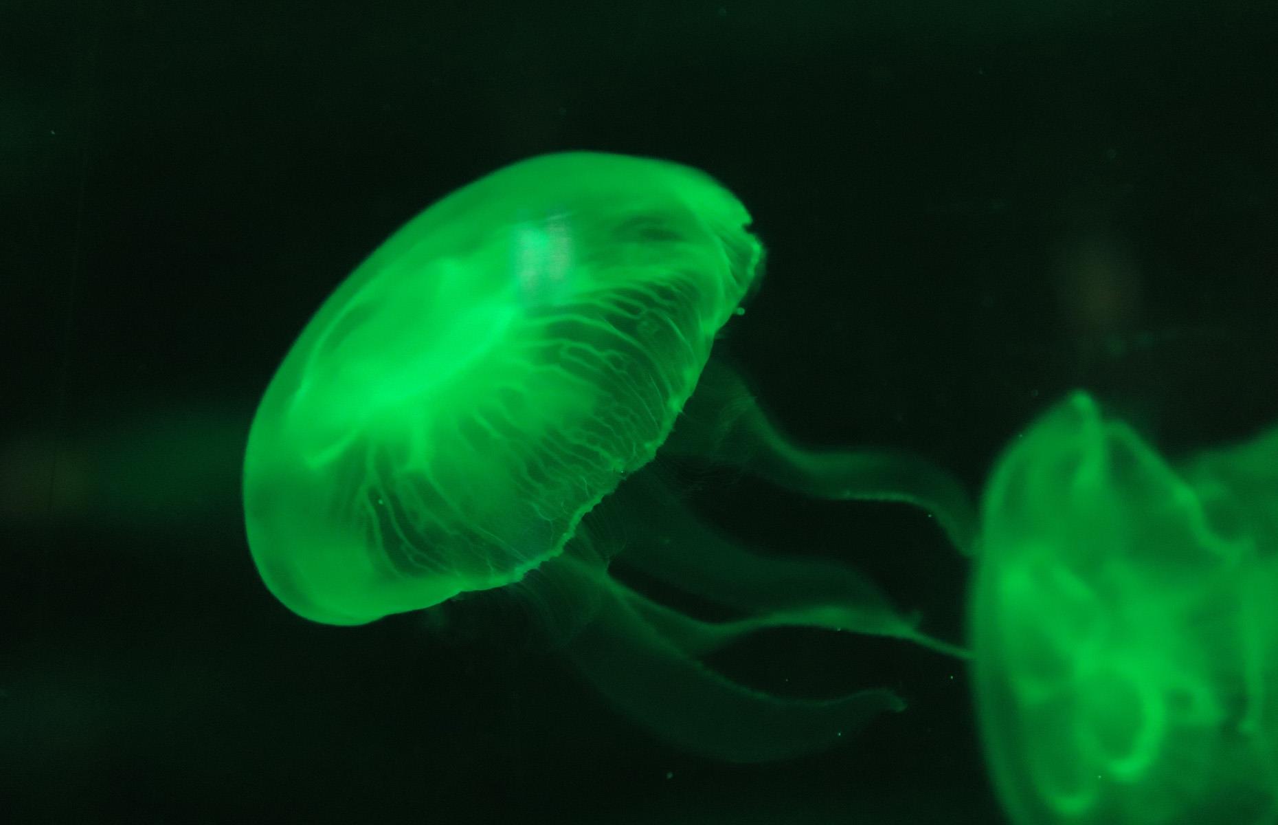 Slide 3 of 44: Curious, alien-like animals – like this luminous jellyfish – thrive in the underwater wilderness, but it's likely we'll never get to see the deepest, darkest parts of the ocean. Instead we can make do with glimpses of the seabed in documentaries by the likes of David Attenborough.