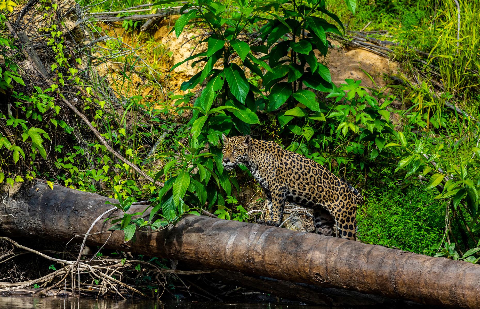 Slide 28 of 44: There are also some serious predators, with jaguars like this one roaming the forest floor in search of prey, such as deer or caimans. Scientists are continually discovering new species too, from the cocoa frog to unusual forms of bat and beetle.