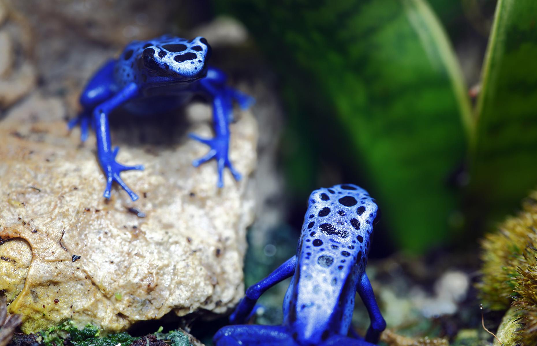 Slide 27 of 44: There are communities of Saramacca people and indigenous Surinamese tribes living within the rainforest, but foreigners rarely make it into the thick of it. The locals are incredibly outnumbered by curious creatures instead, including the likes of this blue poison dart frog.