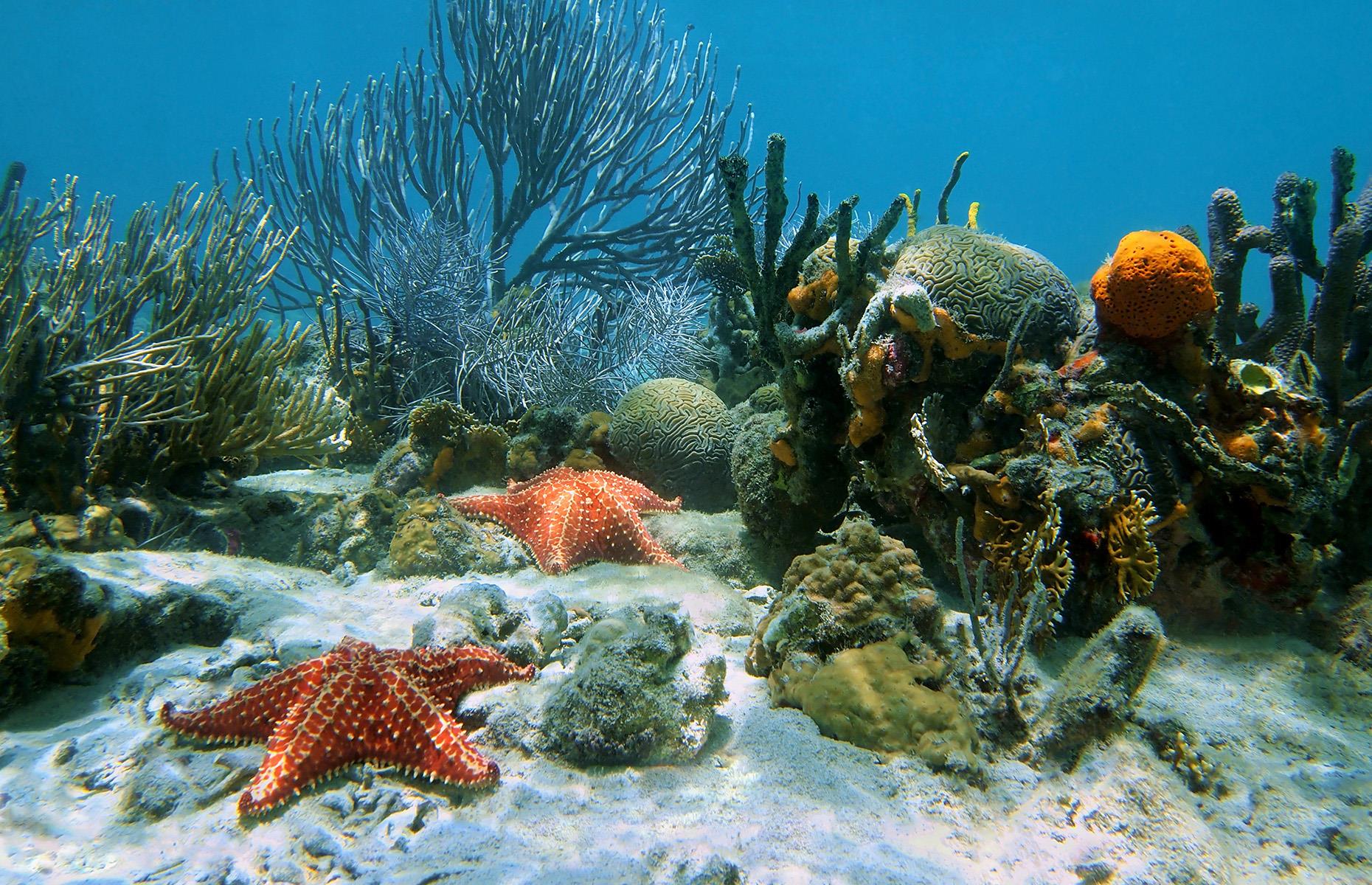 Slide 2 of 44: More than 80% of the oceans on this planet are yet to be explored, and it's estimated that 99% of the sea floor has yet to be discovered. It took until 2012 for humans to reach the deepest point in the ocean – an area called the Challenger Deep in the Mariana Trench, located in the western Pacific.