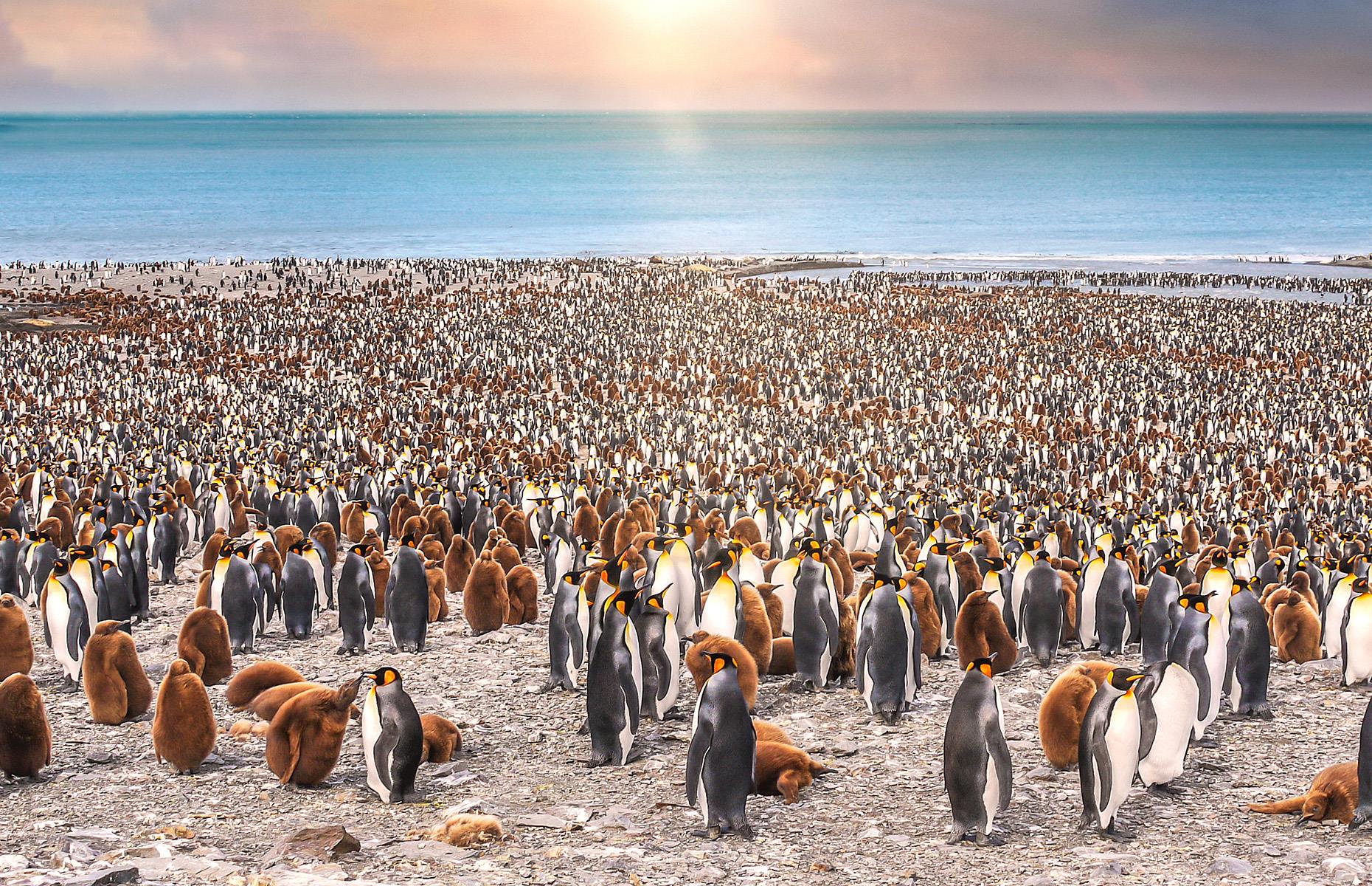 Slide 14 of 44: The small number of human visitors are wildly outnumbered by the millions of penguins who reside here. There are three different species – gentoo, king and macaroni – and plenty of other wildlife, like seals and seabirds. In fact, South Georgia Island is the breeding ground for more than 10 million birds.