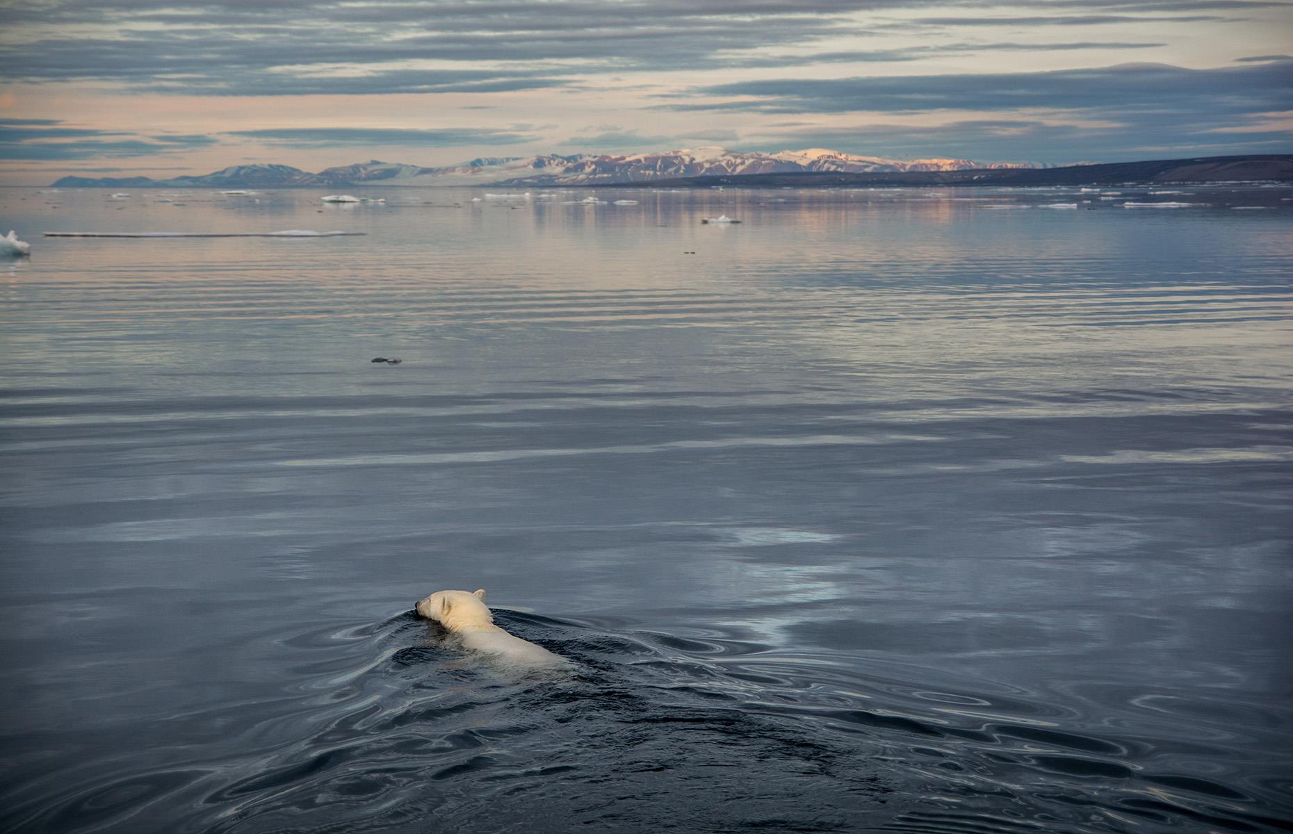 Slide 12 of 44: The Northwest Passage is home to all manner of wildlife, from whales to polar bears. In 2007, though, the area's ice cover was at an all-time low after an incredibly warm summer. Sadly, climate change is now threatening the existence of polar bears here, who use the ice as a refuge.
