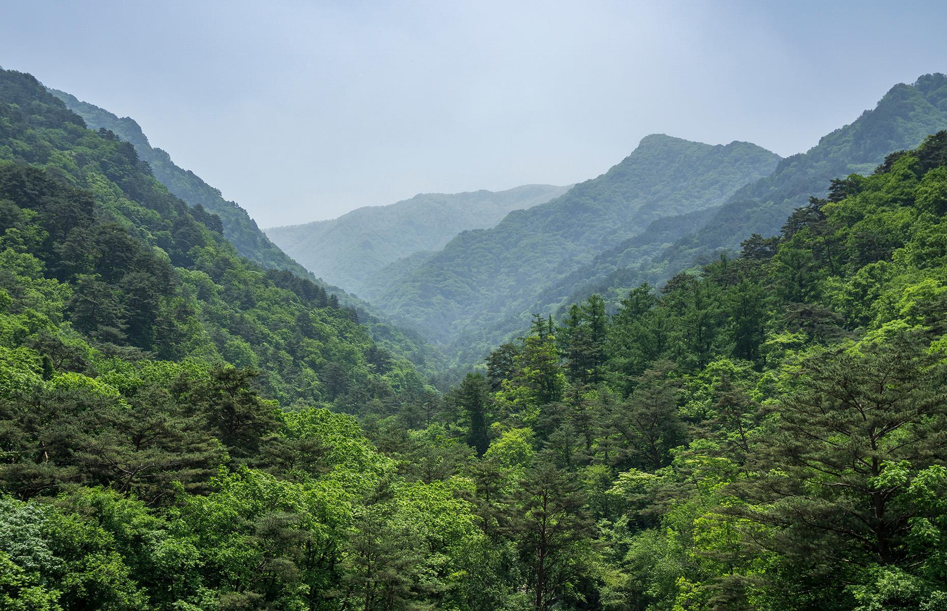 Slide 39 of 44: There are also plenty of gorgeous forested areas and some stunning mountain vistas. But these pictures of North Korea's incredible natural landscapes are probably as close as you'll get to exploring the many untouched destinations within its borders.
