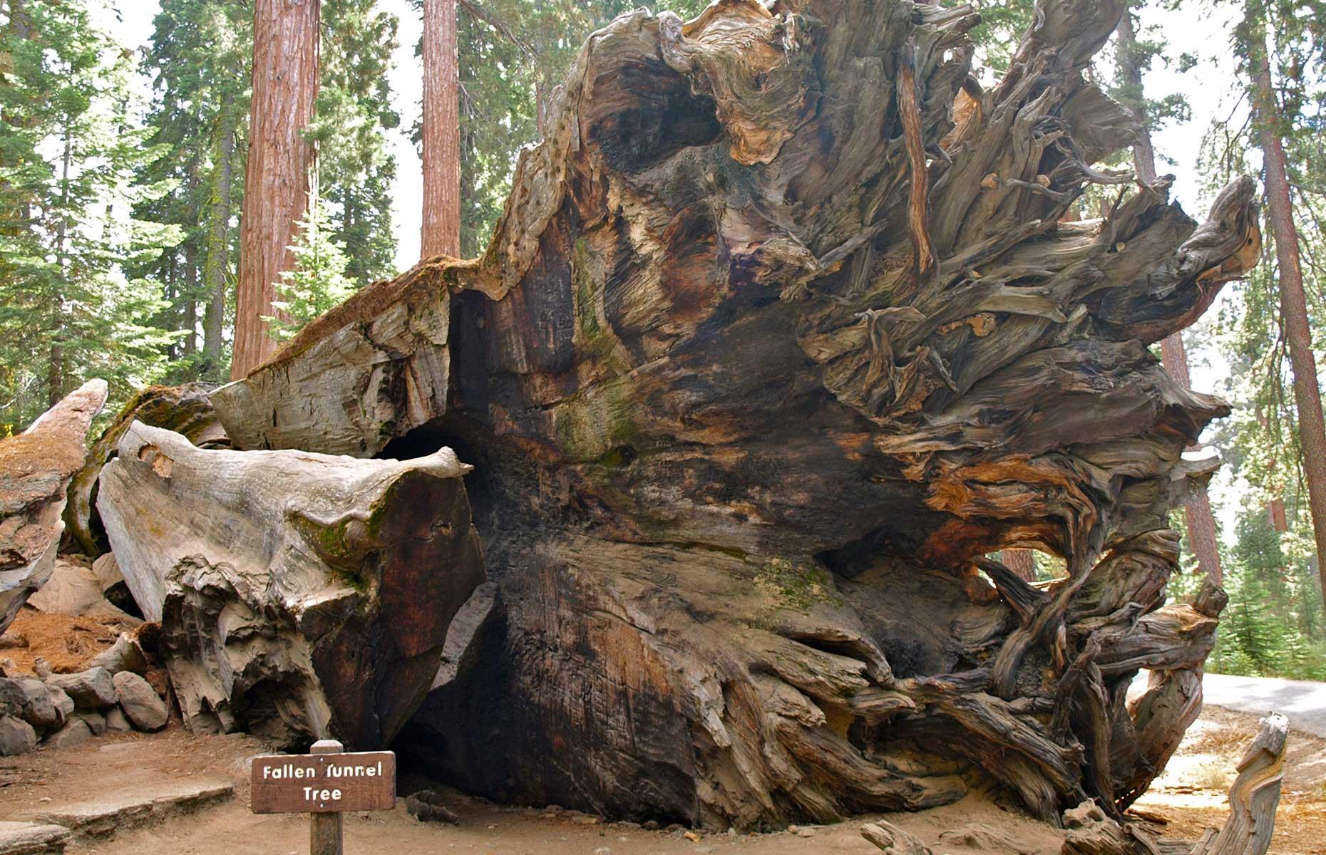 Slide 9 of 31: The tree had been standing for around 2,300 years when it finally toppled in 1969. Experts put the event down to natural factors including heavy snowfall and damp soil – their effects were exacerbated by the man-made tunnel which weakened the tree’s trunk. The fallen tree is still marked with a sign. It’s pictured here in 2012.