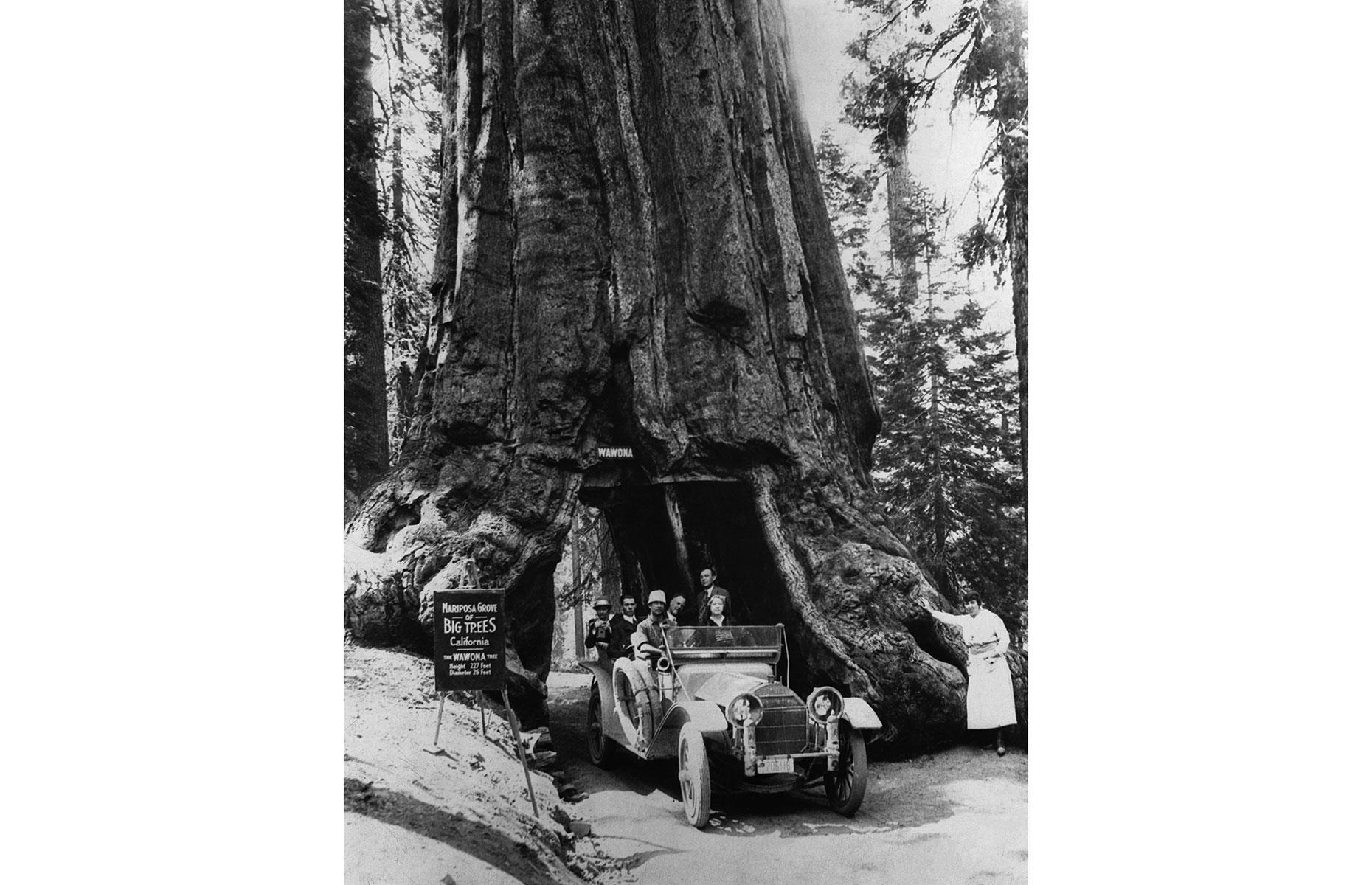 Slide 8 of 31: This giant sequoia tree could once have been found tucked away in Mariposa Grove in the Golden State’s Yosemite National Park. Mighty impressive in its own right, the ancient tree had a tunnel carved into its base in 1881, drawing tourists who delighted in driving and walking through its trunk. Park-goers are pictured here enjoying the attraction in the early 20th century.