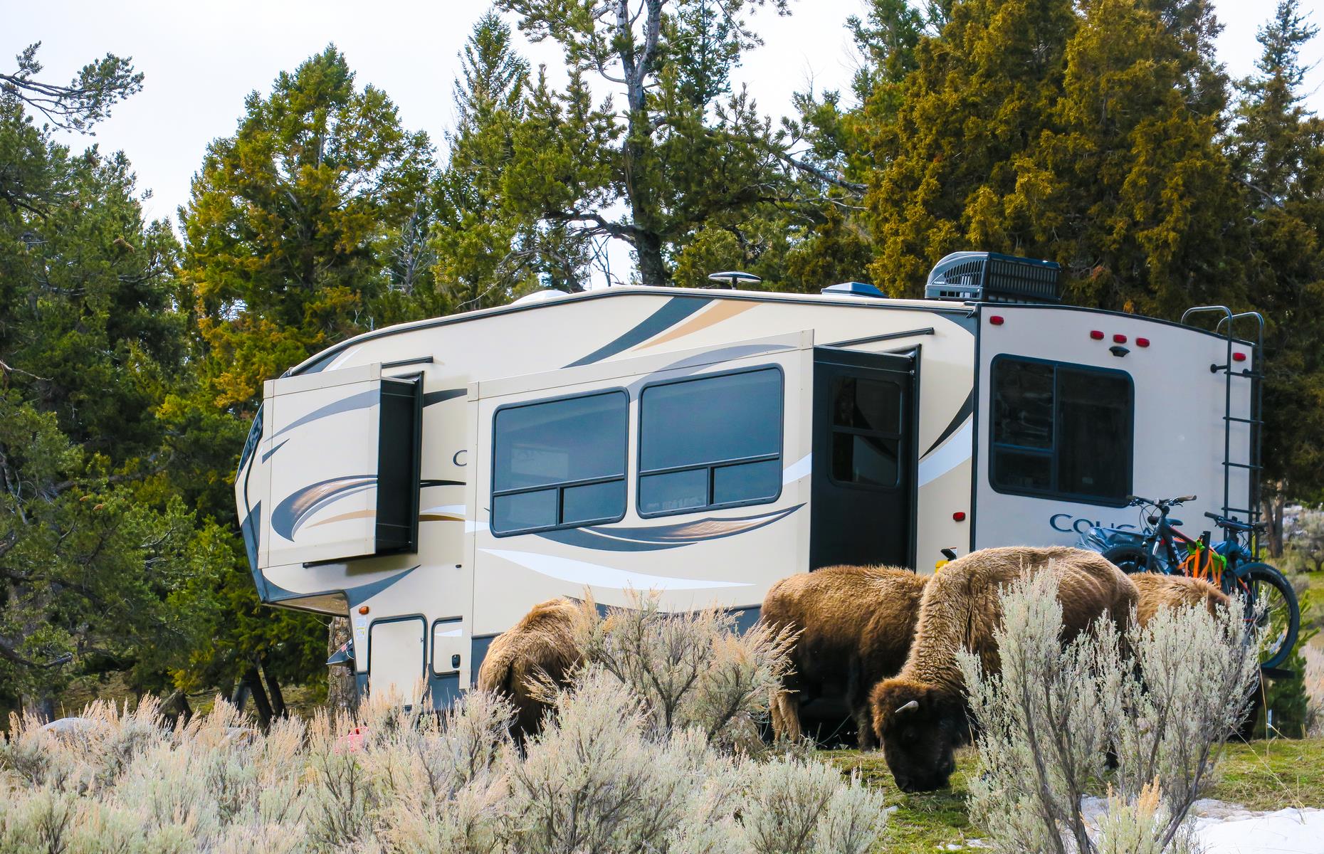 <p>From the bubbling, turquoise-rimmed Grand Prismatic Spring and Old Faithful geyser to lakes, forests and plateaus roamed by black bears, bison and wolves, there’s enough to see and do in Yellowstone for several road trips. <a href="https://www.nps.gov/yell/planyourvisit/mammothhscg.htm">Mammoth Campground</a> is the only one that’s usually open year-round (although currently overnight camping is suspended). Its 85 spots (tent and RV) are a few miles from the North Entrance and surrounded by sage and juniper bushes and lofty Douglas fir trees. Plan <a href="https://www.loveexploring.com/guides/76749/northern-wyoming-road-trip-the-top-things-to-do-where-to-stay-what-to-eat">the perfect northern Wyoming road trip with our guide</a>.</p>