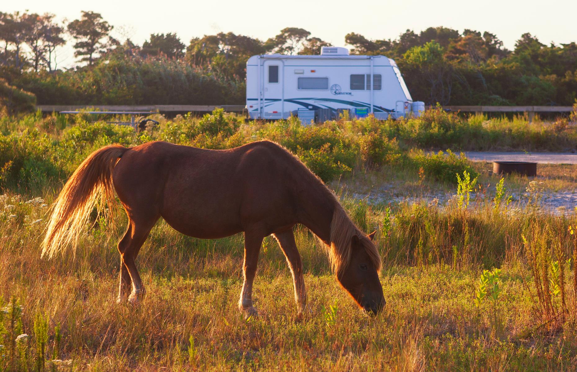<p>The Maryland portion of this barrier island (which also stretches into Virginia) has several (reservation only) <a href="https://www.nps.gov/asis/planyourvisit/marylandcamping.htm">RV camping spots</a> right by its pale, biscuit dunes. The landscape of rolling sand hills, shrubs and endless Atlantic Ocean views would be enough of a draw. Add in around 150 wild ponies which can frequently be seen grazing on dune grass or snoozing in the sand and it’s pretty much perfection.</p>