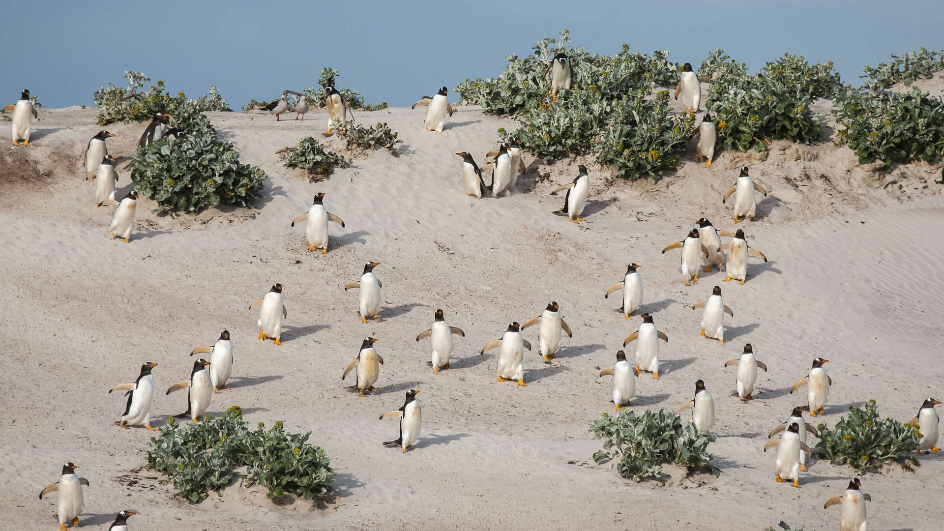 طيور البطريق جنتو، جزر فوكلاند - Its About Light/Design Pics/Offset الشريحة 3 من 8