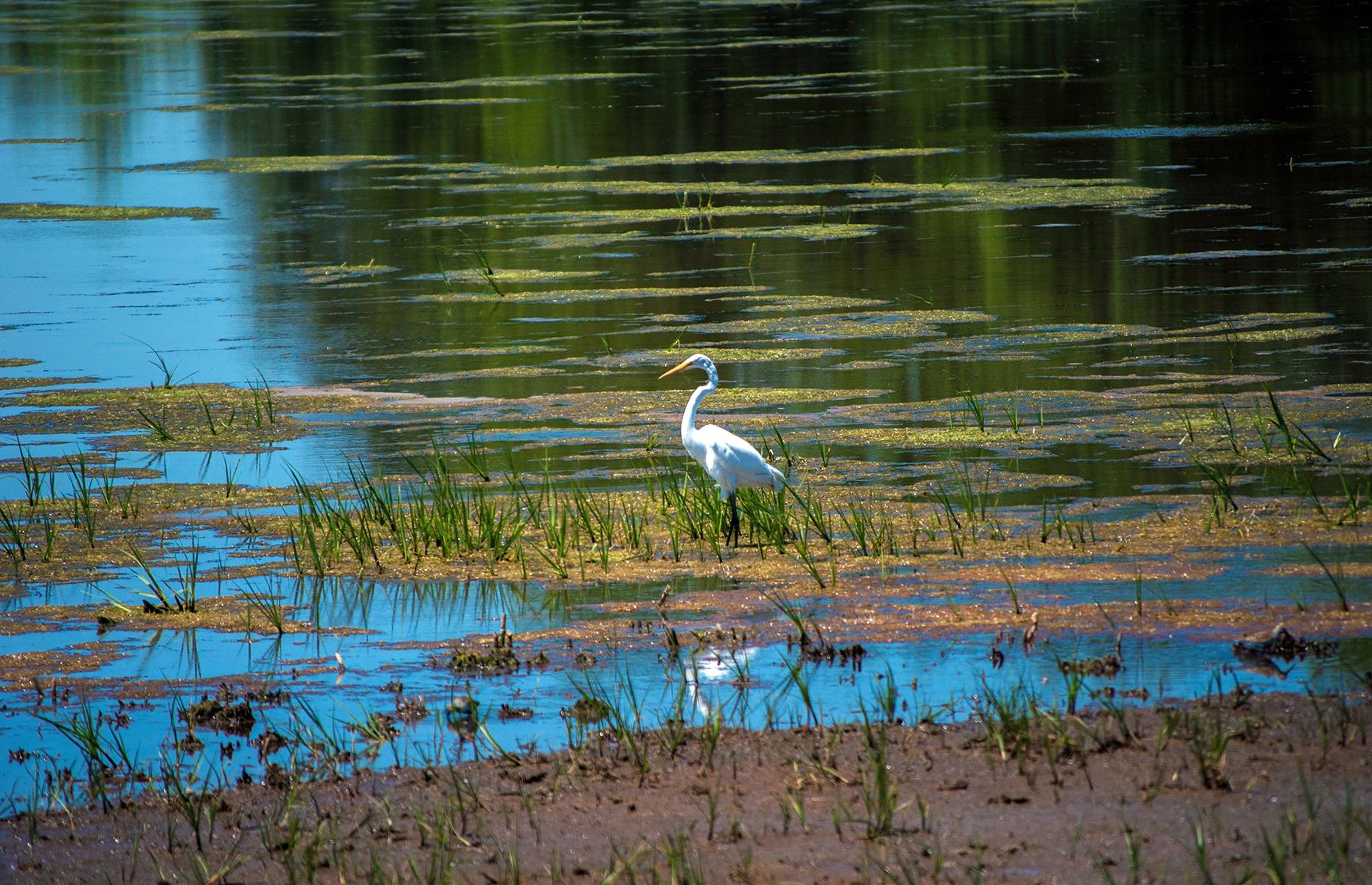 <p>Top stops along the way include the sprawling Bombay Hook National Wildlife Refuge (pictured), whose tidal salt marshes are home to abundant birdlife. Visitors can choose between a 12-mile (19km) designated wildlife drive or one of the five hiking trails (though <a href="https://www.fws.gov/refuge/Bombay_Hook/">the FWS recommends calling ahead</a> to check current opening details). In New Castle, First State National Historical Park is a popular stop off: beyond the leafy hiking trails, the park explores Delaware’s history as the first state to sign the constitution. Some historic sites here are <a href="https://www.nps.gov/frst/index.htm">currently closed</a> or operating with restricted hours.</p>