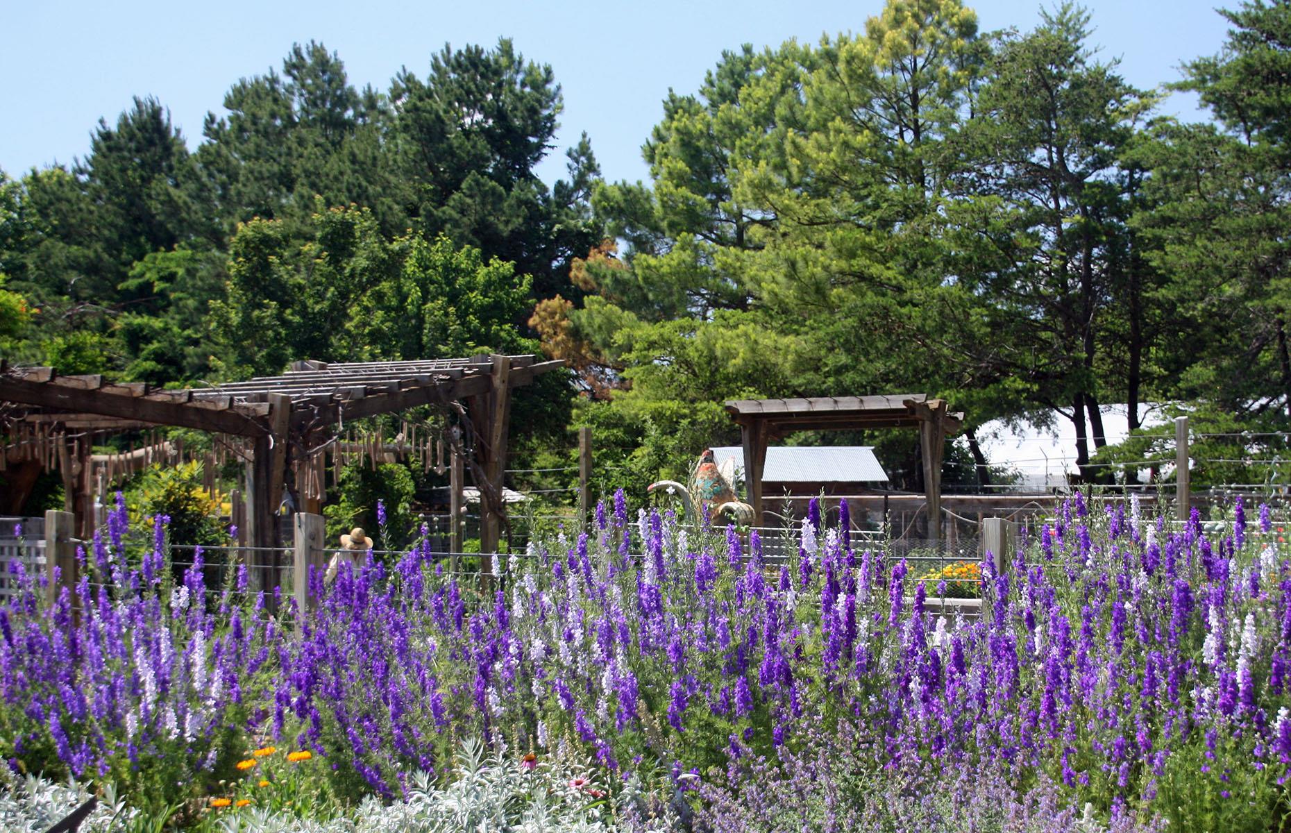 <p>In Fayetteville, a highlight is the Botanical Garden of the Ozarks (pictured), which includes a beautiful space dedicated to Arkansas’ native flora (the garden itself <a href="https://www.bgozarks.org/">is open</a>, though some amenities like the gift shop remain closed). Then, the hairpin bends and woodland scenery of the Pig Trail Scenic Byway (particularly beautiful when ablaze in fall) await. The route finishes in Ozark: this dinky town, filled with street art and antiques stores, is a base for forest hikes and kayaking on the Mulberry River.</p>