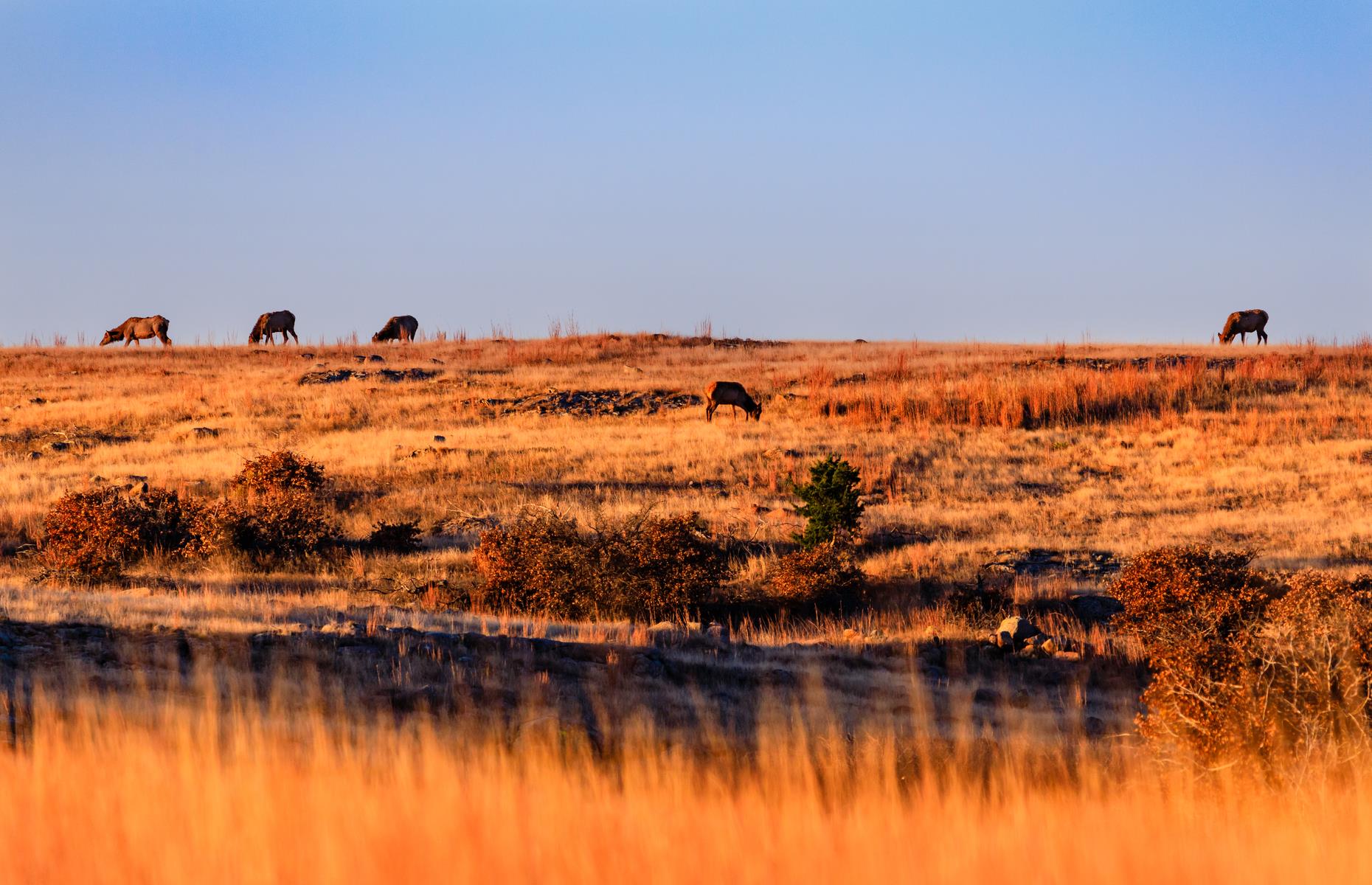 <p>A city break and a wildlife-watching adventure come together on this Oklahoma route. It begins in the state capital of Oklahoma City before rippling out for 87 miles (140km) down to Lawton (around one hour 30 minutes). Lawton is a great base for the Wichita Mountains Wildlife Refuge (pictured), just another half-hour drive away.</p>