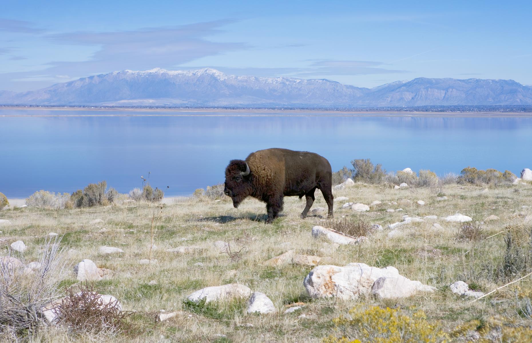 <p>Picturesque detours include Antelope Island with its roaming bison and stunning views. Then back on the road, on the approach to Wendover, the landscape is lunar, with more stark salt pans and lakes. The city itself sits right on the border with Nevada and is a good base for the Danger and Jukebox Caves State Park Heritage Area, an area of rich archaeological history. Cave tours here <a href="http://metcalfarchaeology.com/danger-cave/">are currently suspended</a>, but check the website for updates.</p>