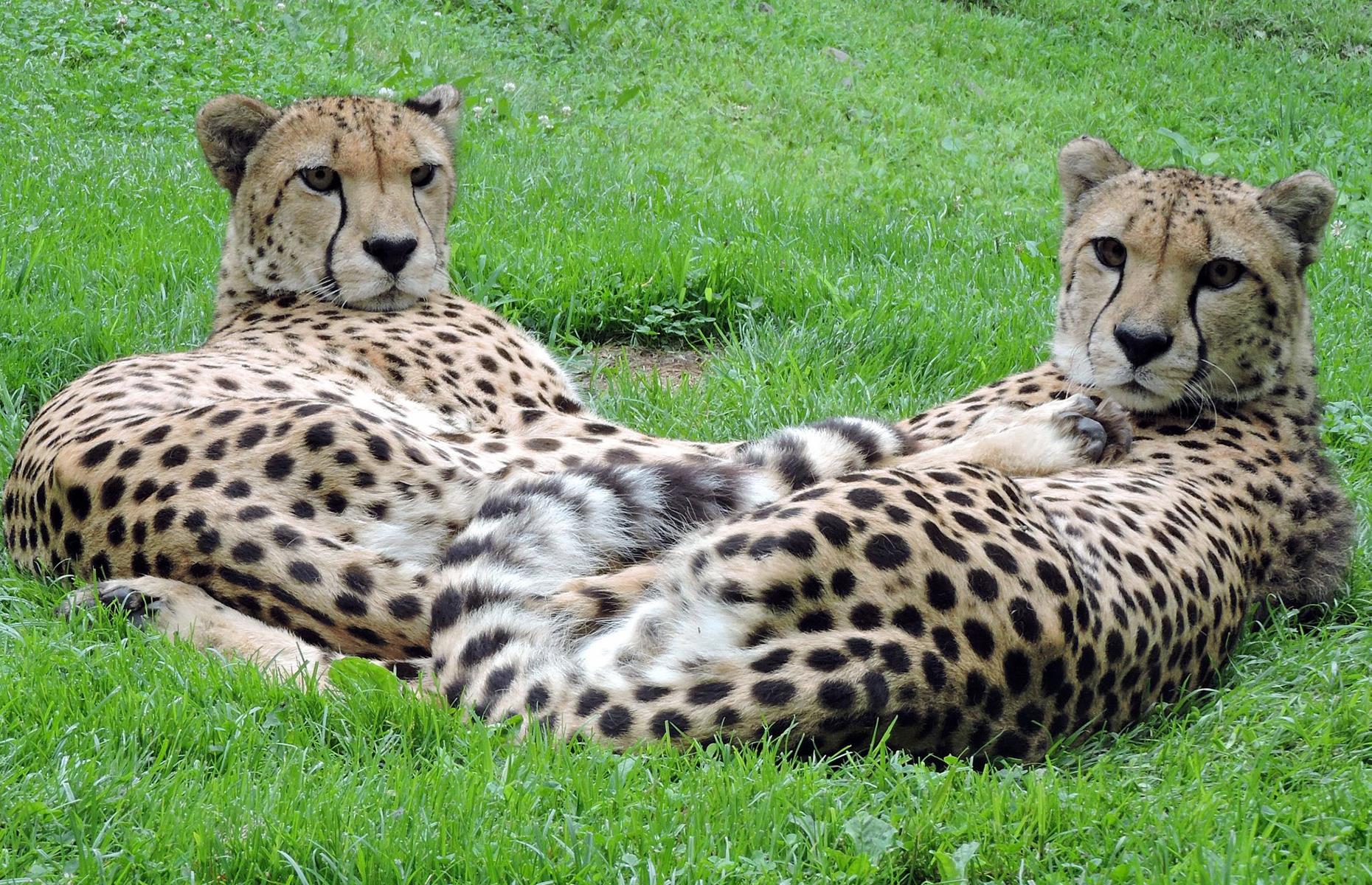 <p>Thanks to the efforts of Cape May County Zoo and its keepers you can learn about a different animal every day at the <a href="https://www.capemaycountynj.gov/1400/Virtual-Zoo-School">virtual zoo school</a>. So far the zoo has featured owls, American bison, cheetahs and African lions among others. The daily videos are posted on its website and on the zoo's Facebook page. As with all the zoos and aquariums featured in our story, Cape May County Zoo is a current member of the <a href="https://www.aza.org/find-a-zoo-or-aquarium#B">Association of Zoos & Aquariums</a> too.  </p>