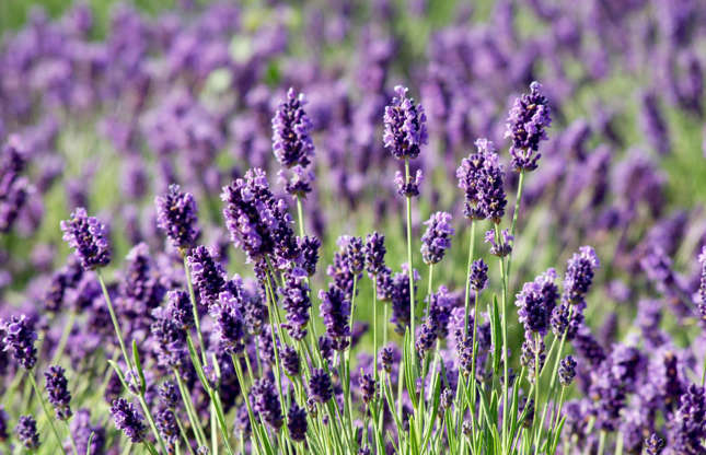 Slide 23 of 25: Instantly recognizable, lavender is a floral herb with a heavy scent and strong flavor. It can be added to cakes, breads, jellies and slow-roasted meat dishes for fragrance. Have a go with this chocolate and lavender torte or this apricot and lavender jelly. But ensure you use it sparingly as it can be overpowering. As always, only eat lavender that is marked as edible or that you have grown.      Read more: Bananas are radioactive and other surprising food facts that are actually true