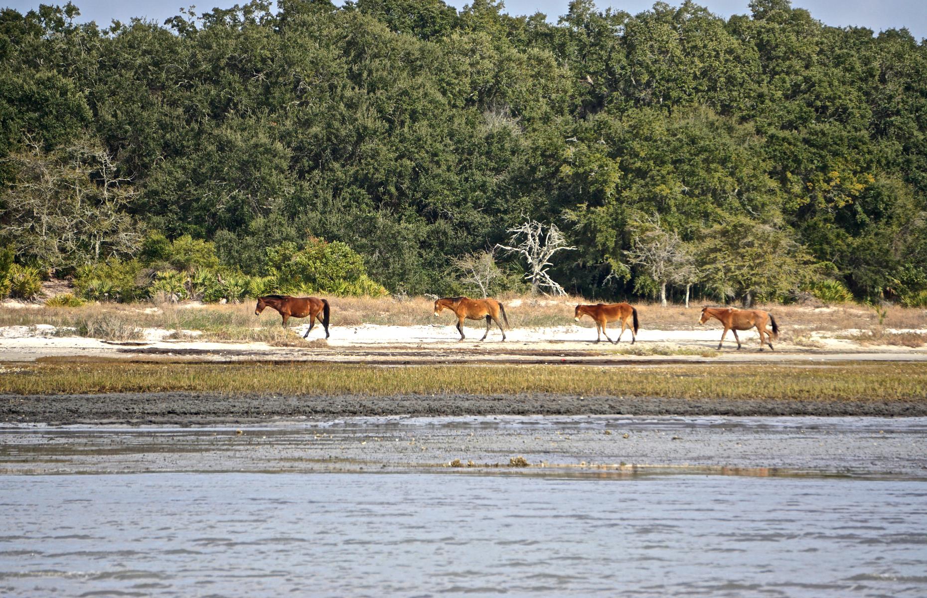 <p>Wild horses roam Cumberland Island, the biggest of Georgia's barrier isles, at 18 miles (29km) long. It has windswept dunes and petrified trees, and a sprawling, unspoiled coast. Home to endangered loggerhead sea turtles – its tranquillity is such that you'll feel far further away than seven miles off Georgia's mainland. A ferry leaves the city of St Mary's from March through to November (<a href="https://www.nps.gov/cuis/planyourvisit/hours.htm">booking is highly recommended</a>) and the island offers hiking, biking and swimming opportunities, plus dark skies perfect for stargazing.</p>