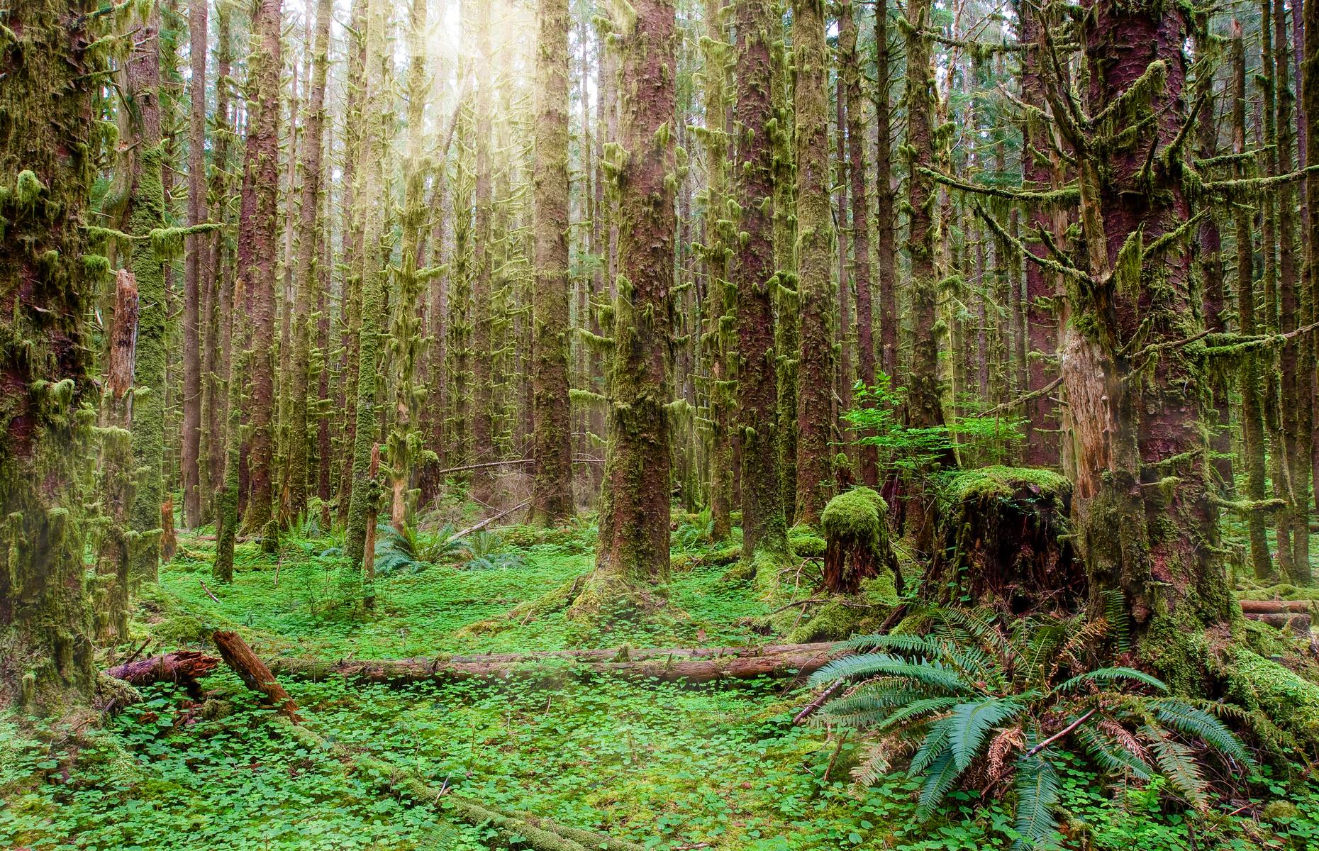 The steamy rainforests of South and Central America are the world's most famous, but this lush swathe of trees in the Pacific Northwest gives them a run for their money. The forest sees up to 170 inches of rain each year, and the verdant canopy of Sitka spruces protects such species as Roosevelt elks and Pacific tree frogs. The rainforest is best visited in the dryer summer season.