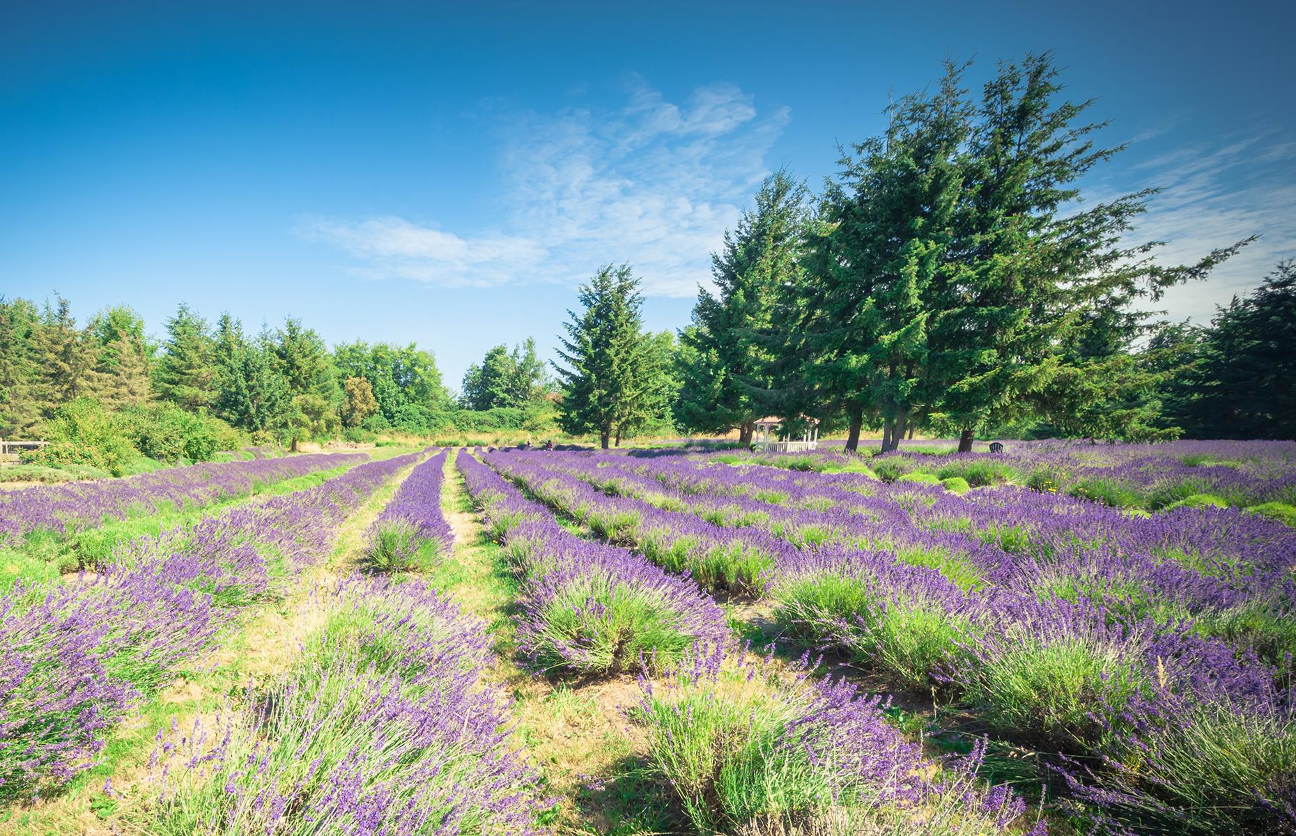 <p>A quick glance and you might think this photograph was captured in France's Provence region – but, in fact, the Sequim-Dungeness Valley is in Washington state, north of Olympic National Park. The town of Sequim is aptly labeled the Lavender Capital of North America, and neat rows of purple characterize the surrounding valley's many lavender farms. Although the 2020 event was canceled, July usually brings with it the annual Sequim Lavender Weekend, so time your trip right for farm tours and street fairs.</p>