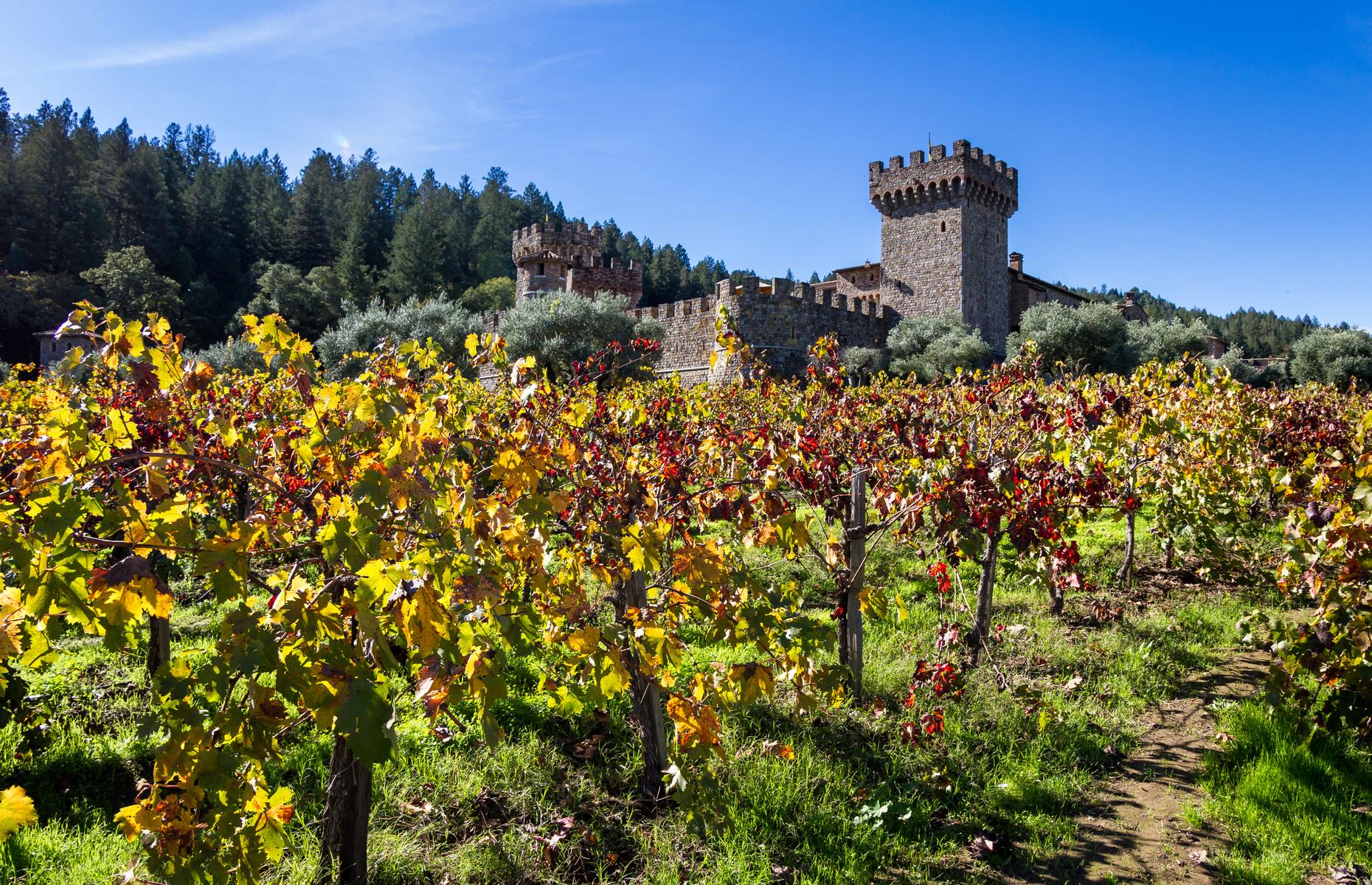 <p>A castle such as this one could easily be found in Italy's wine regions but it has pride of place in California's Napa Valley instead. Influenced by the medieval fortresses of Tuscany, Castello di Amorosa makes Italian-style wine to match and has won plenty of awards for its offerings. Currently only outdoor experiences are available with <a href="https://castellodiamorosa.com/">booking essential</a>. Don't miss <a href="https://www.loveexploring.com/guides/82205/an-areabyarea-guide-to-californias-wine-regions">our area-by-area guide to California's wine regions too</a>.</p>