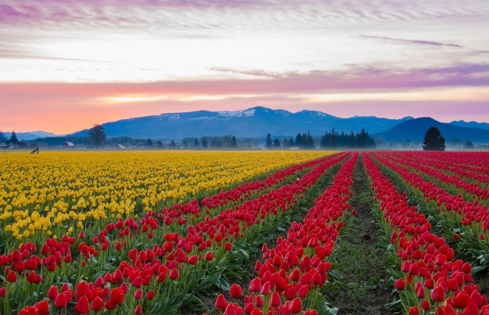 The neat rows of tulips lining the fields of Skagit Valley are a near mirror image of those in the Netherlands. The area's annual flower festival begins each April, and sees this northwestern pocket of Washington bright with hundreds of bold tulips in sunset colors. Photo contests, bike tours and barbecues add to the fun.