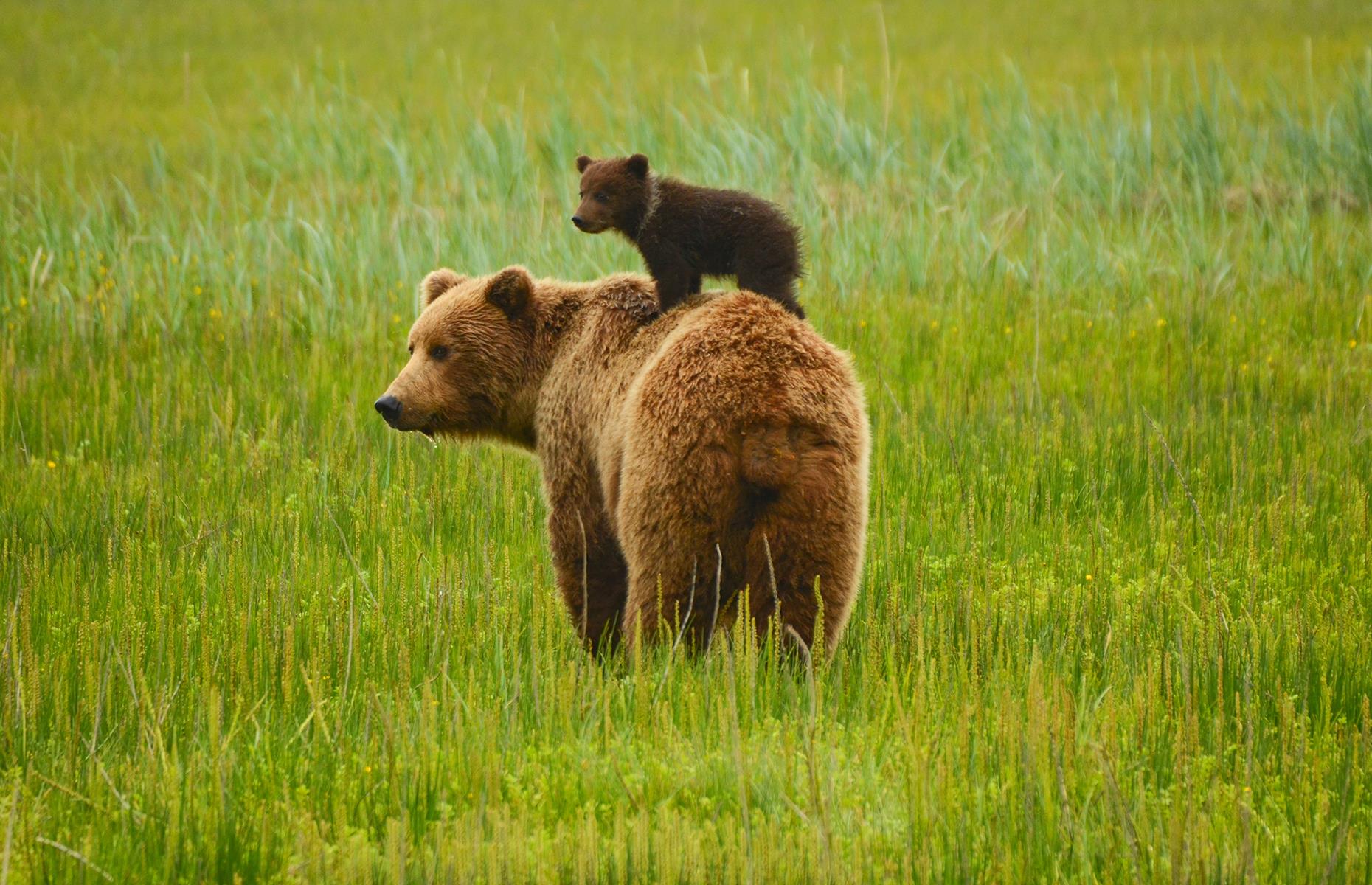 <p>Home to several national parks – Denali, Katmai and Kenai Fjords among others – Alaska's wildlife is famous across the globe. Sprawling over six million wild, ruggedly gorgeous acres, Denali National Park surrounds North America’s tallest peak and has a varied landscape, from alpine forest to snowy slopes. The park is home to wolves, grizzlies and black bears while brown bears have found home in the vast Katmai National Park. Over 2,200 bears live in Katmai – here a brown bear cub has found a better vantage point on its mother's back.</p>