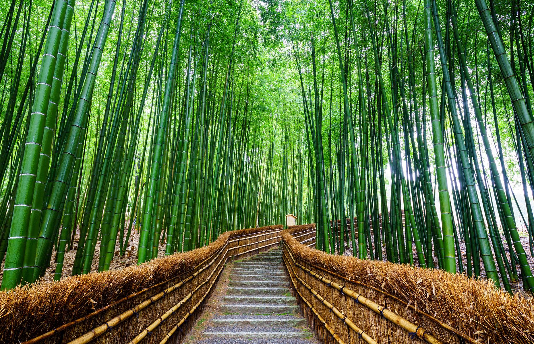 <p>Arashiyama Bamboo Grove is one of Kyoto's most enchanting sights and it's easy to see why. The lush green stalks of bamboo rise tall, filtering the light from above and creating a magical atmosphere down below. Part of the Arashiyama district in the western outskirts of Kyoto, it's a nationally designated Historic Site and Place of Scenic Beauty alongside the Moon Crossing Bridge, Tenryu-ji temple and the hamlet of Kiyotaki. Take a look at <a href="https://www.loveexploring.com/gallerylist/86192/stunning-photos-of-the-worlds-most-beautiful-trees">stunning photos of the world's most beautiful trees</a>. </p>