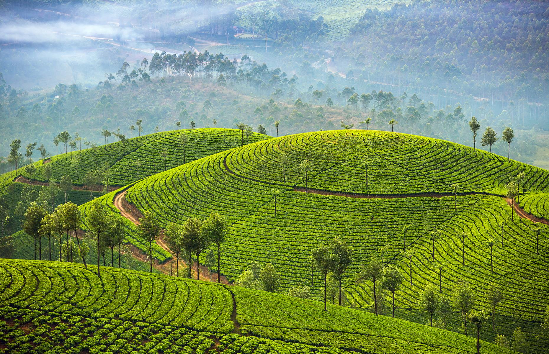 High in the Western Ghats, this hill station and former resort for the upper echelons of the British Raj looks out over lush plantations and mist-covered hilltops. Dotted by tea estates, which were originally established by the Scottish, there are also plenty of up-to-no-good elephants, which are often spotted (or heard) crashing through the greenery. The region is also famous for the elusive neelakurinji flowers, which only bloom every 12 years. The next event is due to happen in 2030.