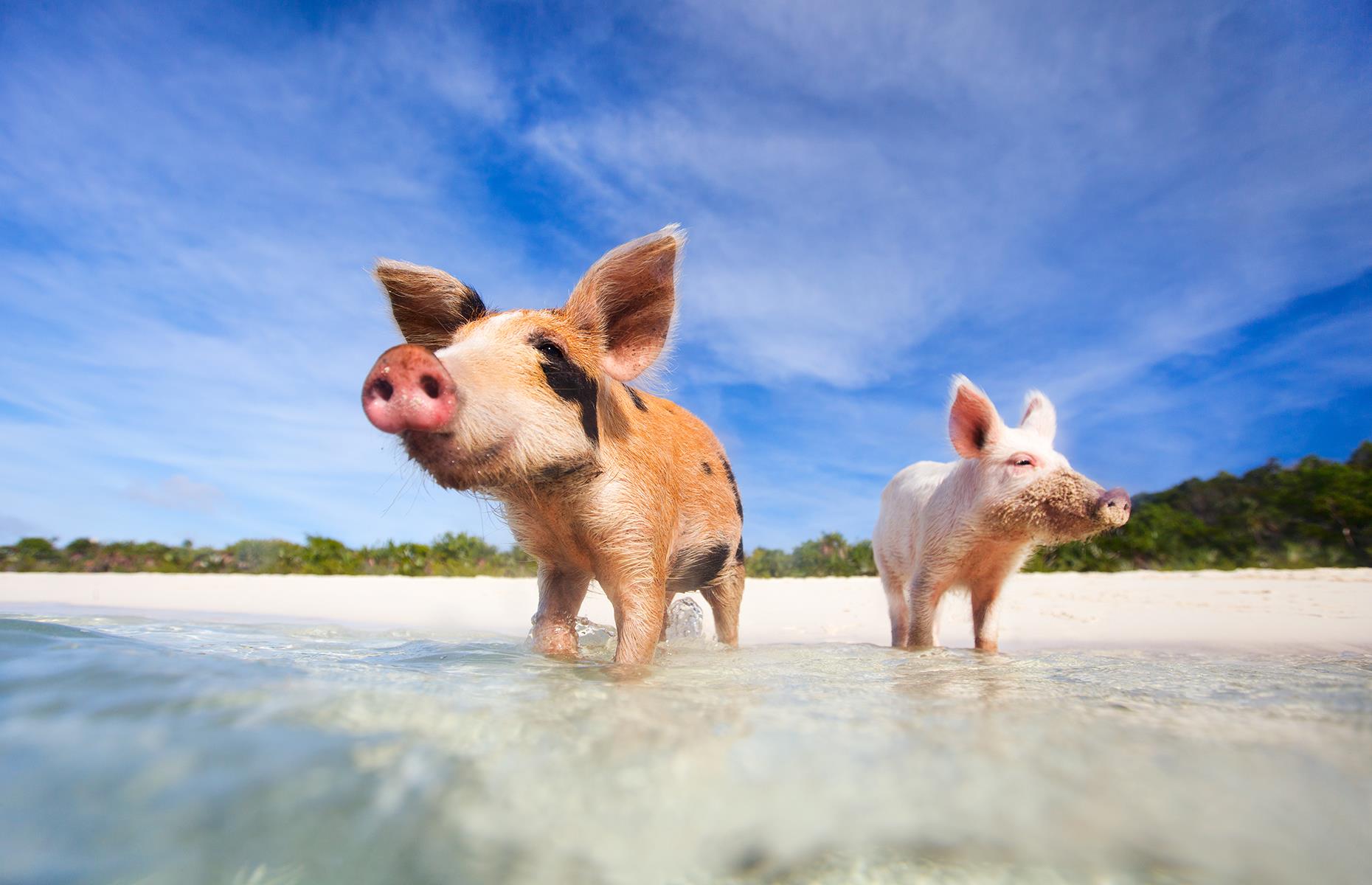 Located on the uninhabited island of Big Major Cay in the Bahamas, Pig Beach takes its name from the colony of feral pigs inhabiting the island. Quite how they came to set up home here is uncertain. Some say they were left on the island by sailors who planned to return to eat them or that they swam ashore after a shipwreck. There are now about 20 pigs and piglets that stroll on the beach and swim in the surrounding shallows.