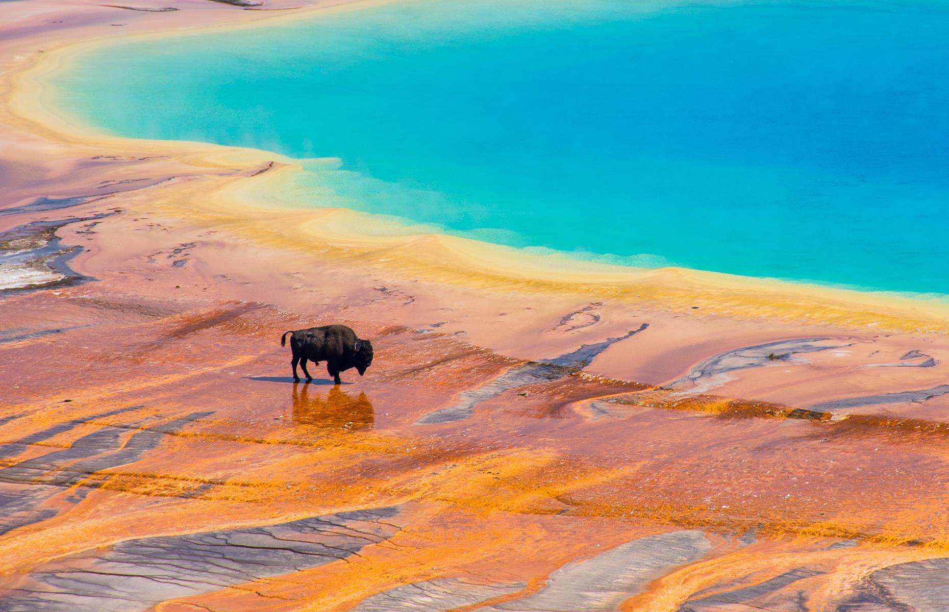 <p>Yellowstone's most famous hot spring, the Grand Prismatic's vivid blue center is surrounded by bands of rusty orange, yellow and green, making it look otherworldly. The largest hot spring in the United States and the third largest in the world, Grand Prismatic is around 160 feet (50m) deep and the hot water reaches a temperature of around 160°F (70°C). Multi-layered sheets of microorganisms called microbial mats give the bands their distinctive colors, that tend to change slightly with the seasons. Take a look at <a href="https://www.loveexploring.com/galleries/93434/vintage-images-of-americas-most-historic-attractions?page=1">vintage images of America's most historic attractions</a>.</p>