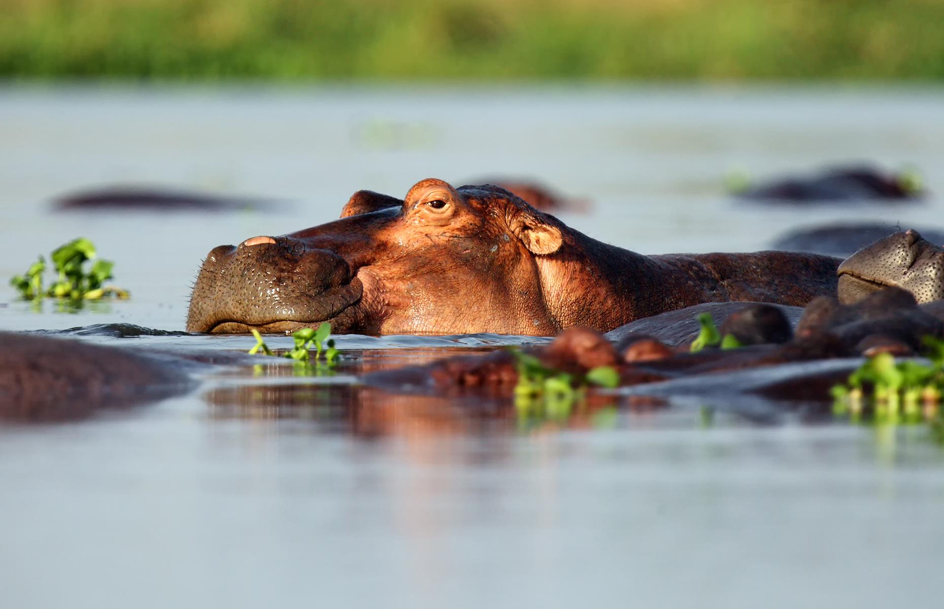 The Okavango Delta in Botswana is often described as Africa's last Eden – not too bold a claim given the unspoiled nature and diverse wildlife of this sprawling wetland area. The fluctuating delta is created as the Okavango River floods the Kalahari Desert, and is at its largest from March through to June. Some 160 species of mammal can be found within the delta area, from the African bush elephant to big cats like lions and cheetah as well as hippos wading through the lush wetlands.