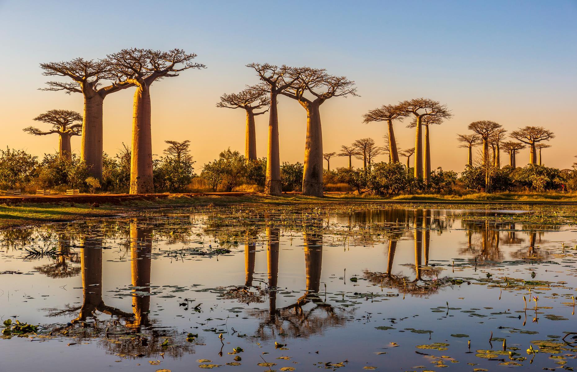 This row of fat-bottomed baobab trees is as bizarre and beguiling as the island’s tangerine-eyed lemurs, and probably just as frequently photographed. The Avenue of the Baobabs, on a dirt road between Morondava and Belon'i Tsiribihina in western Madagascar, is made up of majestic centuries-old trees, reaching up to 100-feet (30m) tall.