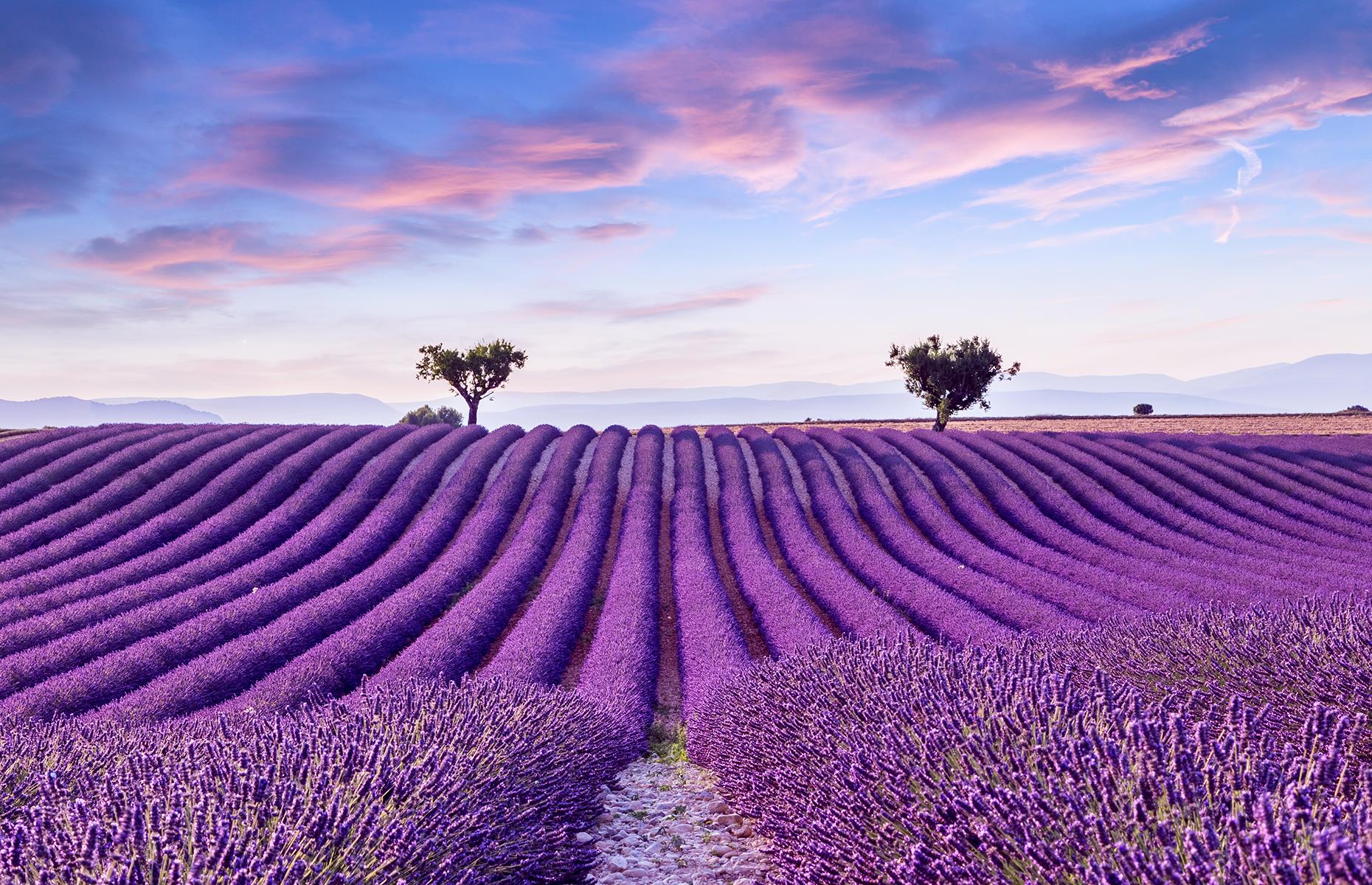 The lavender fields of France's Provence region explode in a fragrant haze of purple from around mid-June up until August (though they're at their peak in early July). The most concentration of lavender fields is on the high plateau around Sault, at the foot of the Mont Ventoux and around Apt and Gordes. Lavender is an important part of life in Provence as it has countless uses, from beauty products and soaps to aromatherapy, as a natural remedy and even in cooking.
