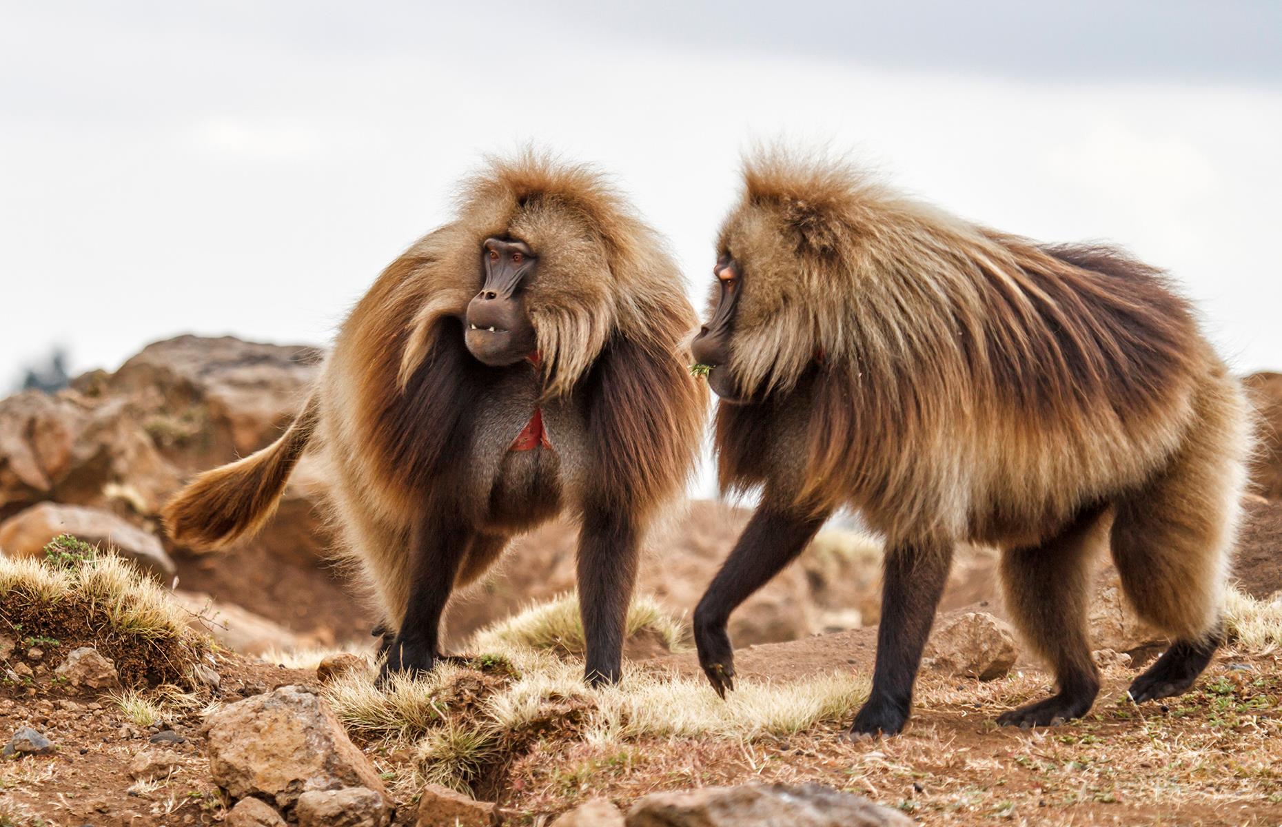 In the north of this vast, fascinating country, Simien Mountains National Park has gaspingly gorgeous vistas at every turn. The green, undulating mountains are roamed by curved-horned wail ibex, Ethiopian wolves and endemic gelada monkeys, who gather in groups to preen and play in the meadows.