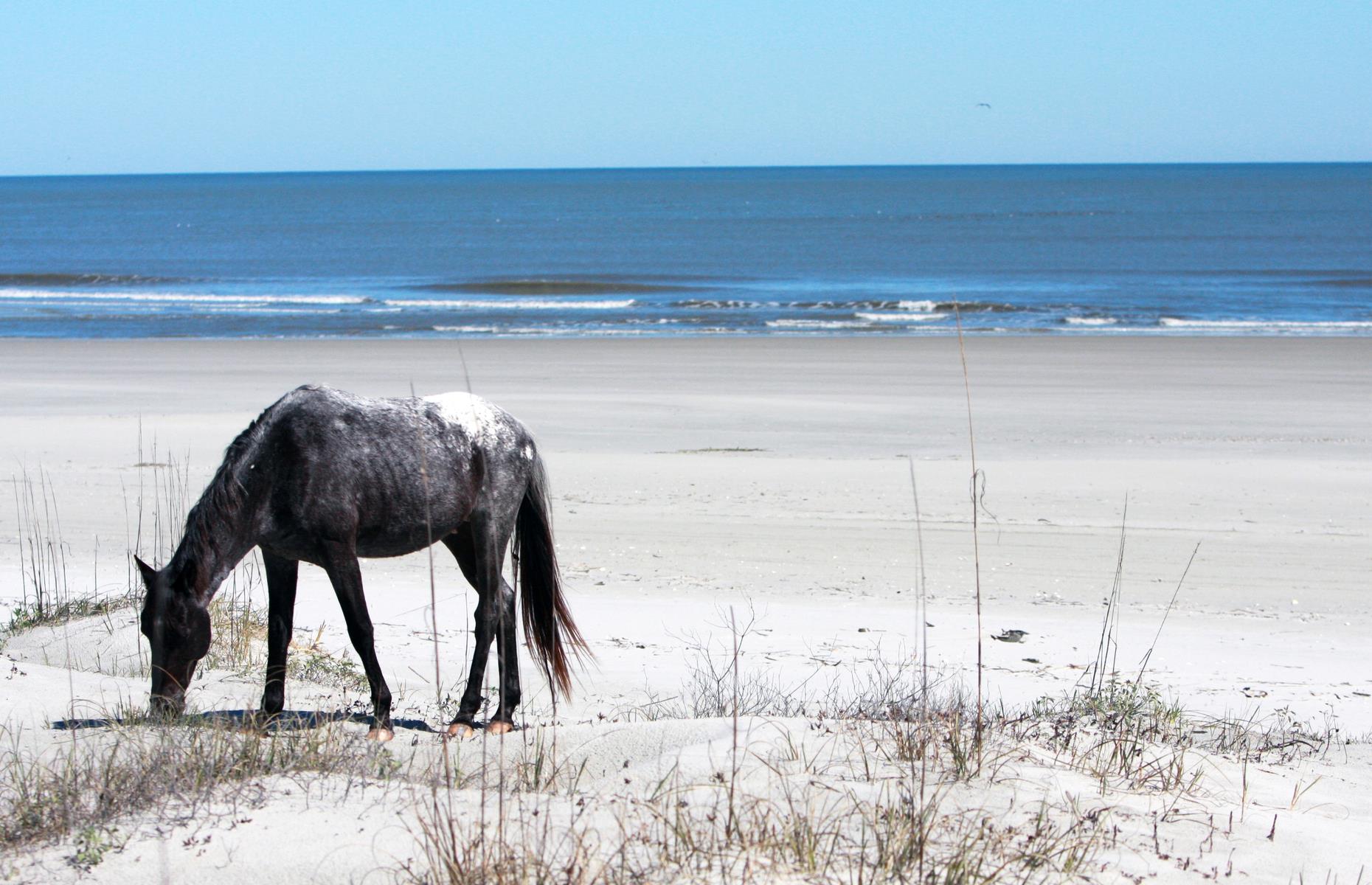 Probably more. Остров Камберленд Джорджия. Cumberland Island National Seashore. Cumberland Island Horse. Дикие лошади свободно бродят по кемпингу.