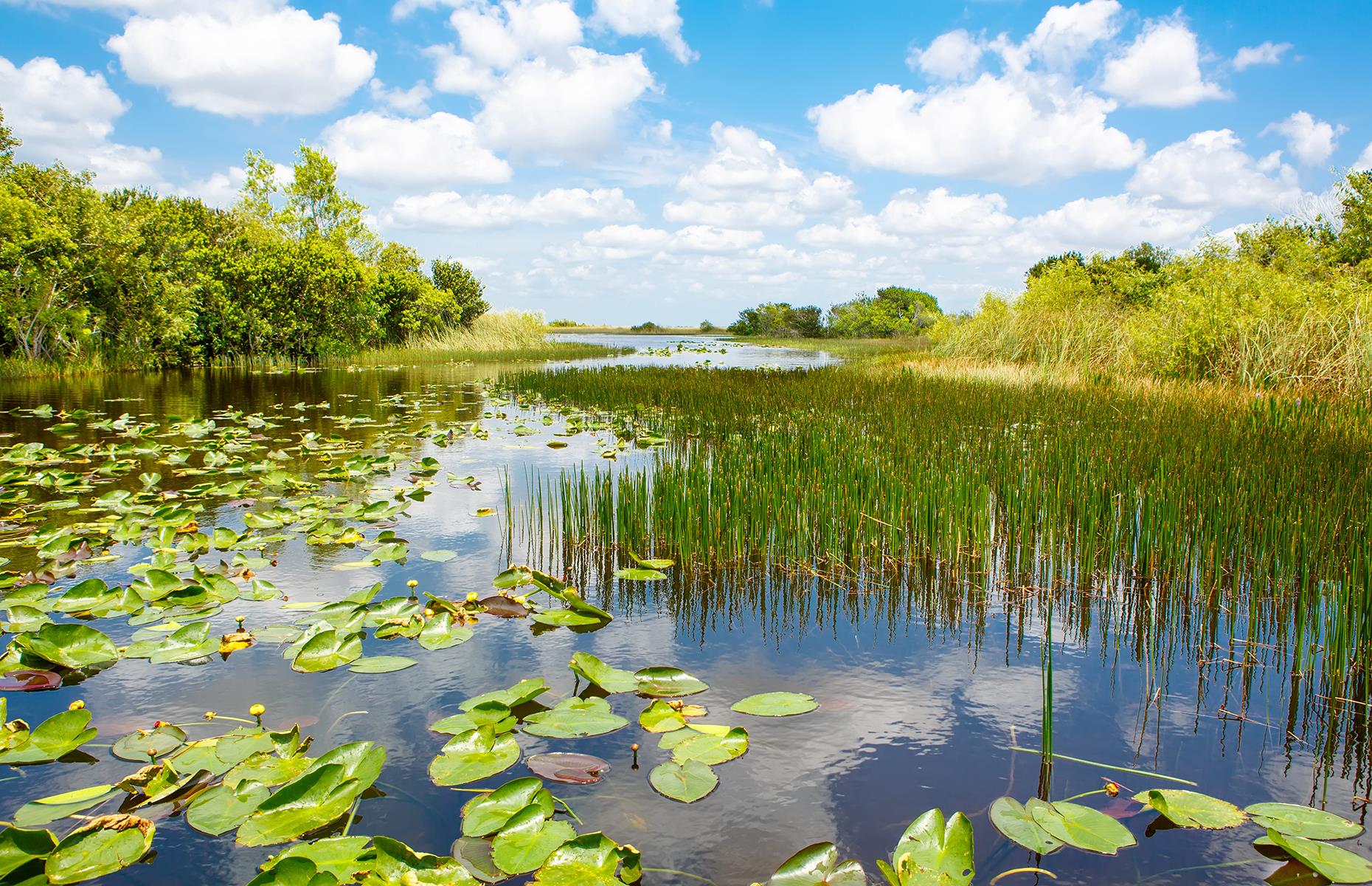 Slide 13 of 41: A vast area of protected wetland in southern Florida, Everglades National Park is an oasis for hundreds of plant and animal species. The park itself covers only a small section of the sprawling wetland that's home to the endangered Florida panther and the American alligator. One of the best ways to take in this incredible ecosystem is by gliding through the mangroves on an airboat tour, but check the NPS website for reopenings and safety protocols.