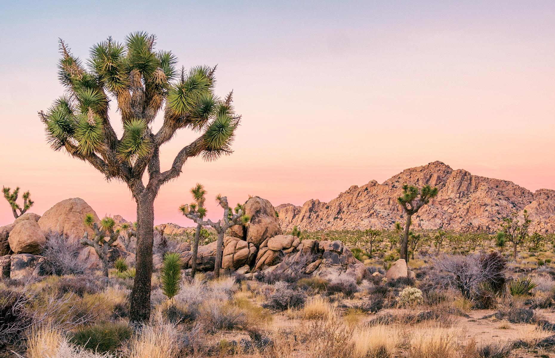 Slide 28 of 41: Among the most famous natural wonders in the world, Joshua Tree National Park is the only place in the world where you'll find these unusual looking trees. The striking spindly trees are relatives of yucca plants and are crucial to the ecosystem of the Mojave Desert where they've existed for the past 2.5 million years.