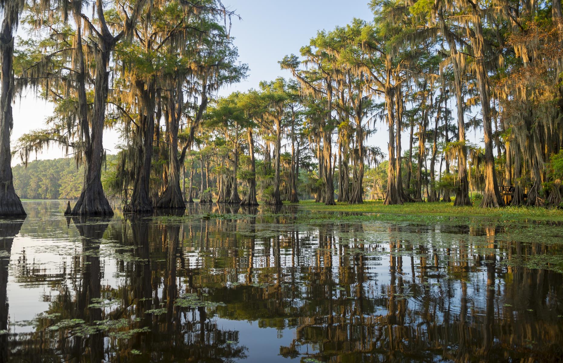 Slide 97 of 100: Caddo Lake unfurls across the Louisiana-Texas border, spreading out for an incredible 25,400 acres. This glorious wetland area is best known for being home to an enormous Spanish moss-drenched cypress forest, tipped as the largest in the world. American alligators lurk beneath the canopy too, usually on the hunt for fish. Discover more of the world's stunning natural wonders here.