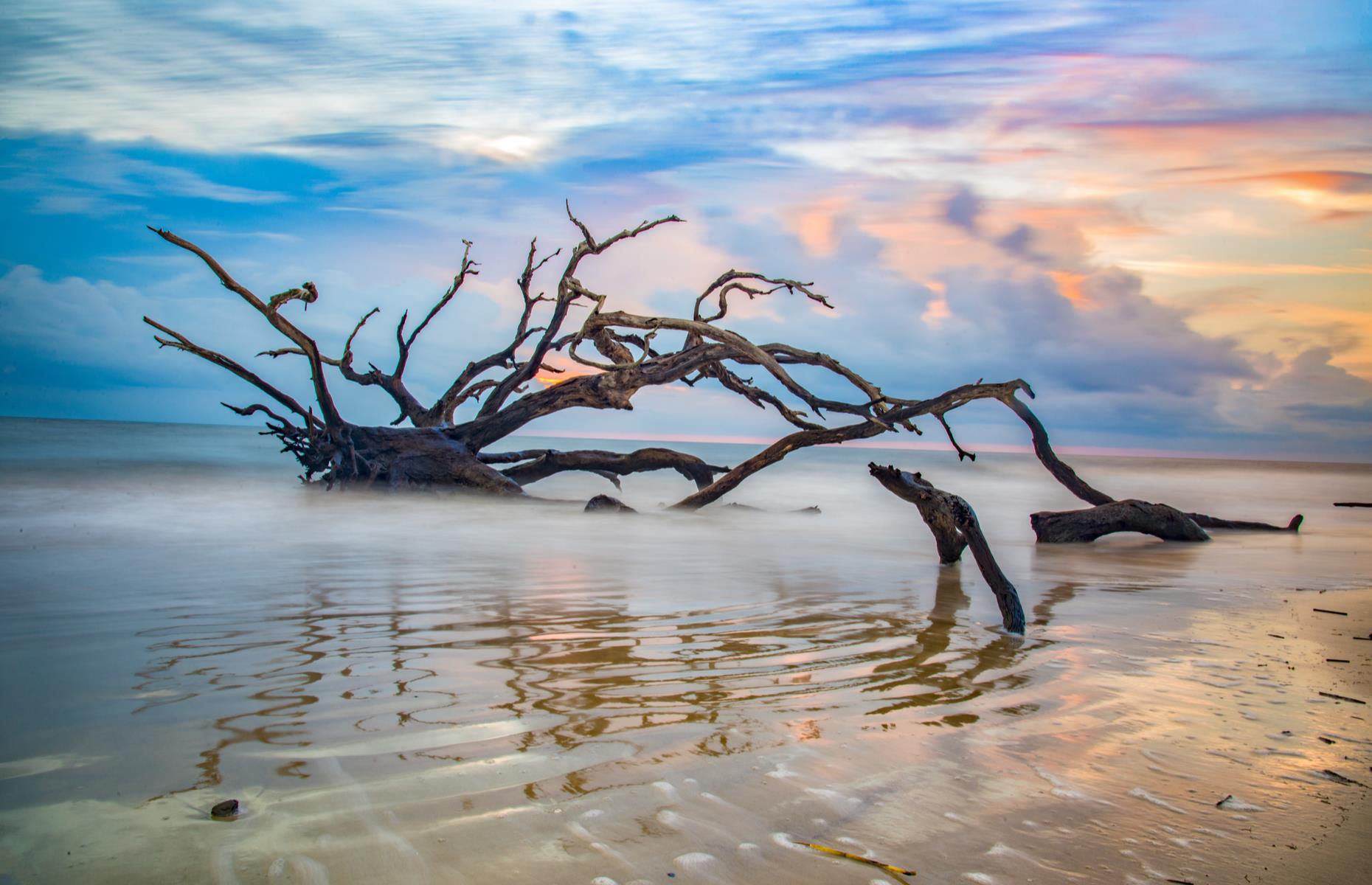 Slide 48 of 100: Gnarled and twisted branches reach out like claws from tree trunks at this haunting beach on Georgia's Jekyll Island. A maritime forest once existed here but years of weathering and erosion has left behind nothing but warped trees and driftwood. The trees look even more otherworldly at sunrise and sunset, when they appear as inky silhouettes against the sky.