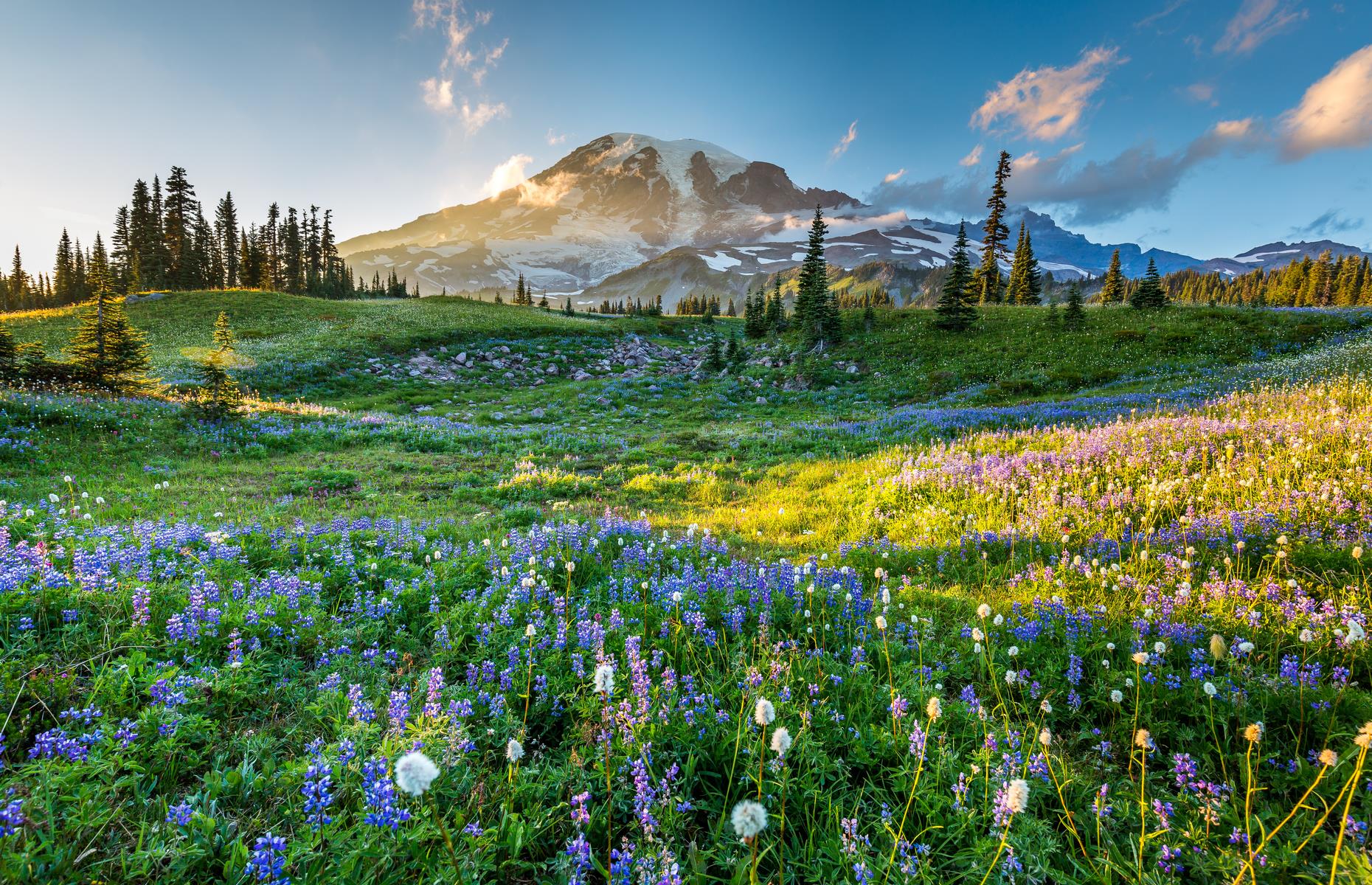 Slide 69 of 100: There are many reasons to love Mount Rainier National Park – ancient forests, thriving wildlife, the glorious snow-capped crest of volcano Mount Rainier itself. But the preserve's display of wildflowers is something extra special. Come summer, the meadows appear like a Monet painting, carpeted with hundreds of species of plant. The sea of color includes lilac lupines, fuzzy purple thistles and alpine gold daisies in shocking yellow.
