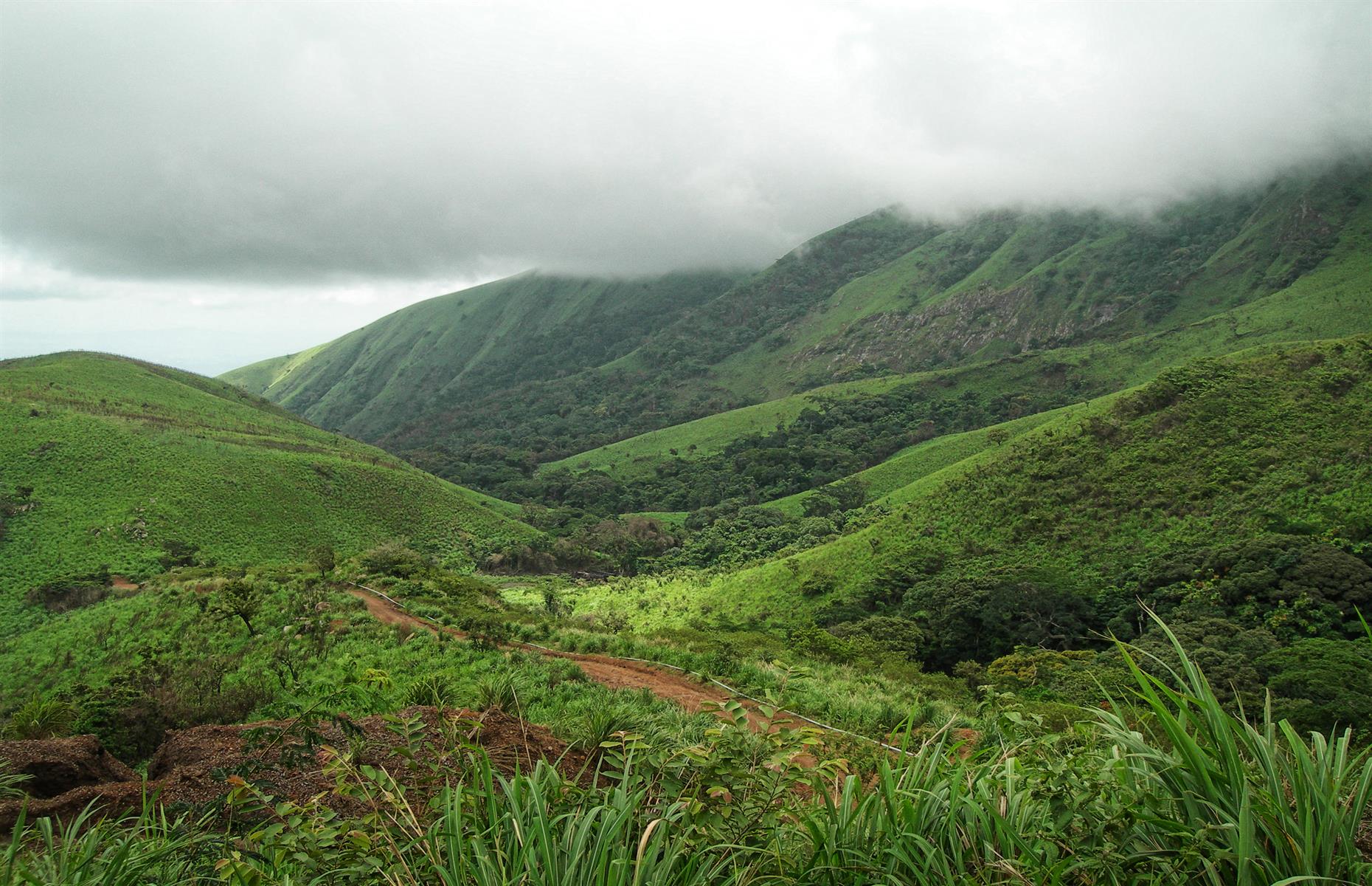 Slide 7 of 53: A UNESCO Biosphere Reserve for both Guinea and Côte d’Ivoire, Mount Nimba’s slopes are draped in dense forest. These grassy mountain pastures harbor many extraordinary species, including the endemic viviparous toad and chimpanzees that use stones as tools. The reserve faces numerous pressures to its boundaries, caused by the neighboring populations and increased demographic pressure. Intense poaching and the traditional practice of clearing land for agriculture by fire have increased. Both Guinea and Côte d'Ivoire are working to protect the property by empowering local communities and promoting transboundary cooperation, UNESCO notes.