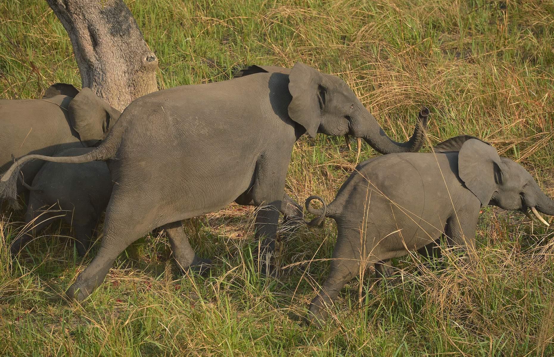 Slide 8 of 53: Poaching is also why Garamba National Park was inscribed on the danger list in 1996. The immense stretch of savannah and woodland in the northeastern Democratic Republic of Congo is home to one of the largest, most threatened populations of elephants in central Africa. The park was home to the world's last known wild population of northern white rhinos, but they were killed by poachers in 2006. Counter-poaching measures, including aerial patrols, have been implemented in recent years. However, chronic insecurity and regional conflict continue to affect conservation. 