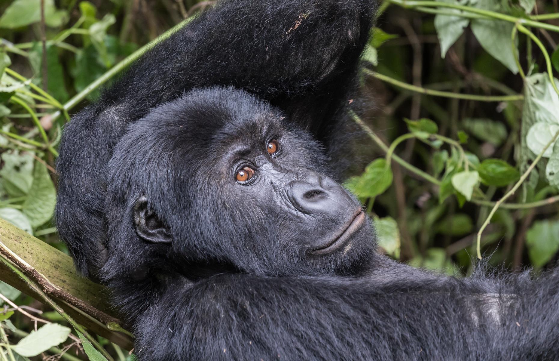Slide 9 of 53: One of the last groups of eastern lowland gorillas live in the dense primary tropical forest of this national park in eastern DRC. Dominated by two spectacular extinct volcanoes, a population of around 250 gorillas live at levels of up to 7,874 foot (2,400m). It’s also home to 13 other primates, including threatened species. Insufficient financial and human resources to protect the park are one of multiple issues affecting the UNESCO biosphere reserve, as is the control of poaching and illegal mining. 